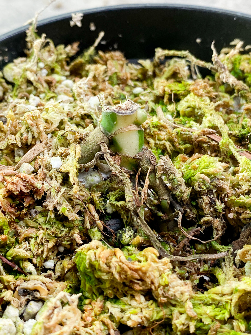 Monstera Thai Constellations 1growing bud rooted