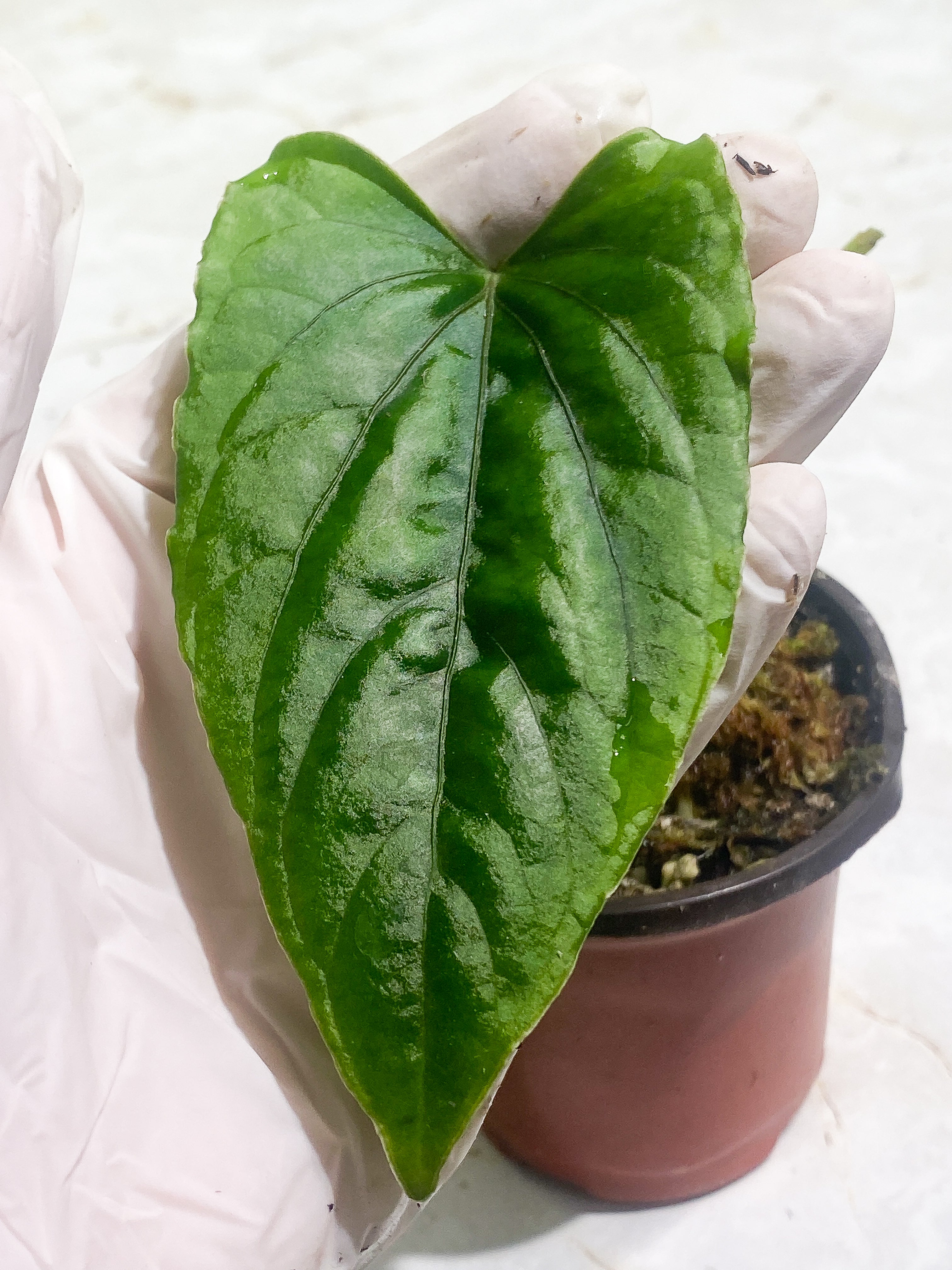 Anthurium debilis 2 leaves Rooted