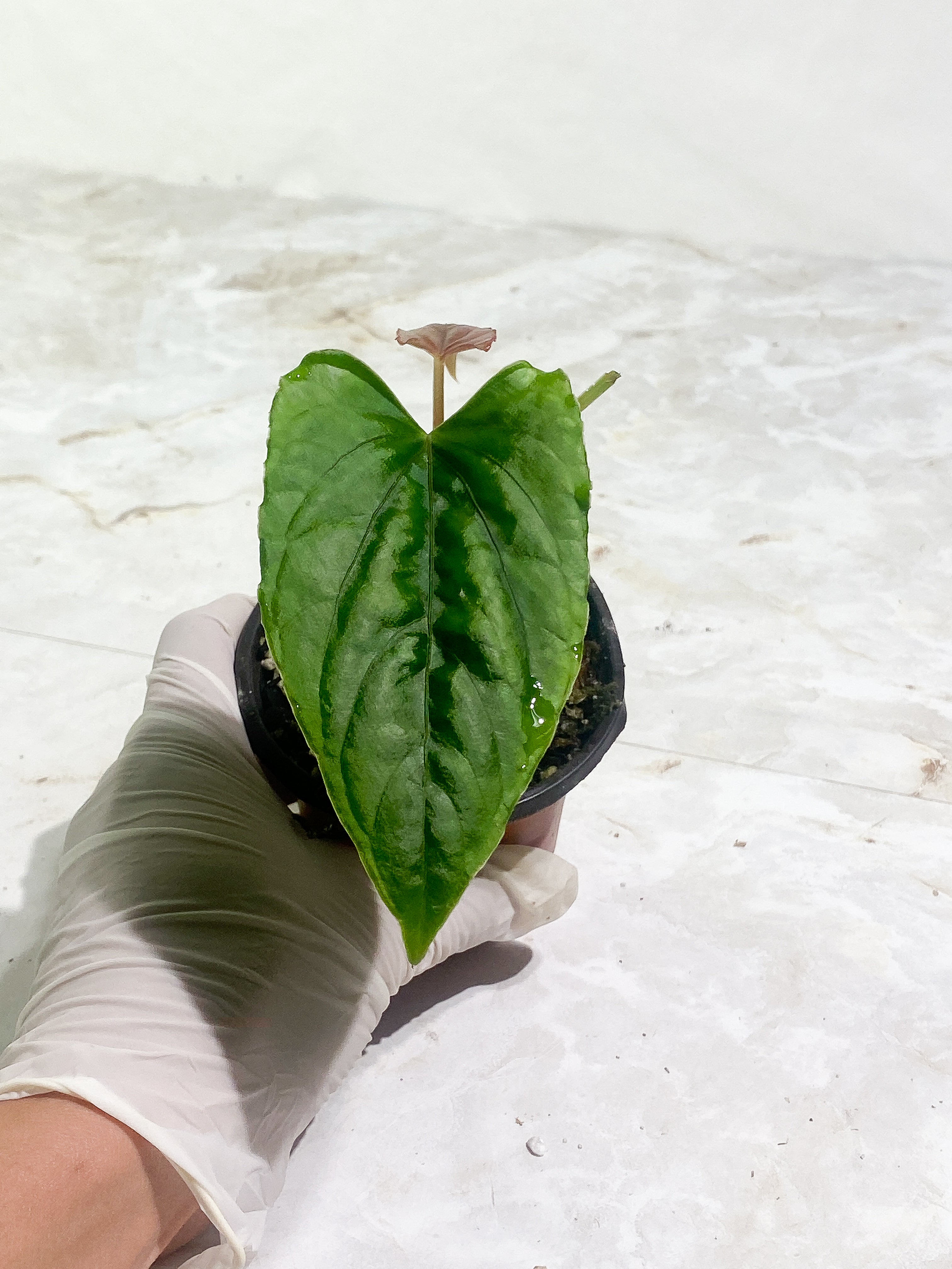 Anthurium debilis 2 leaves Rooted