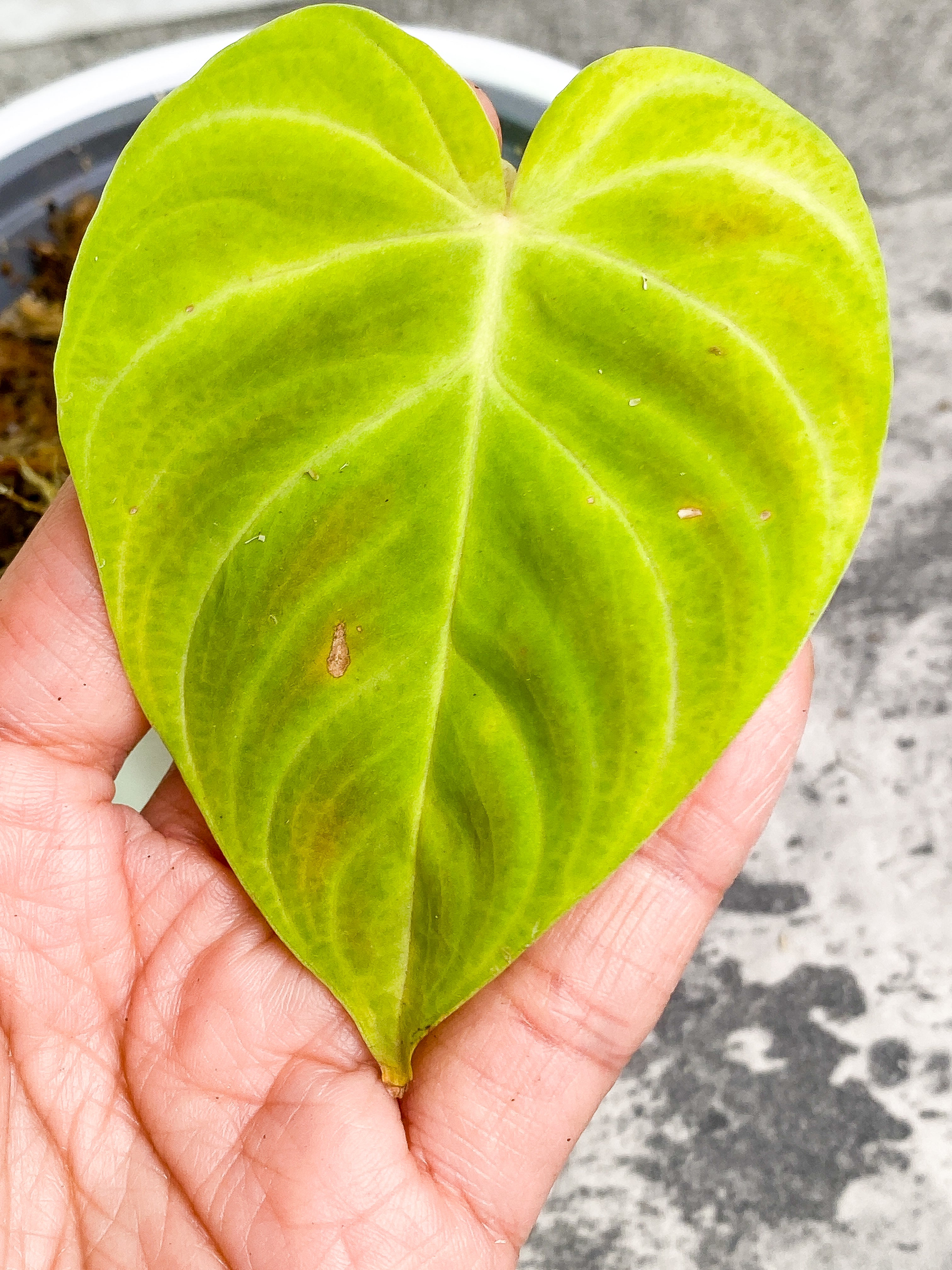 Philodendron verrucosum tambillo Rooting 1 leaf