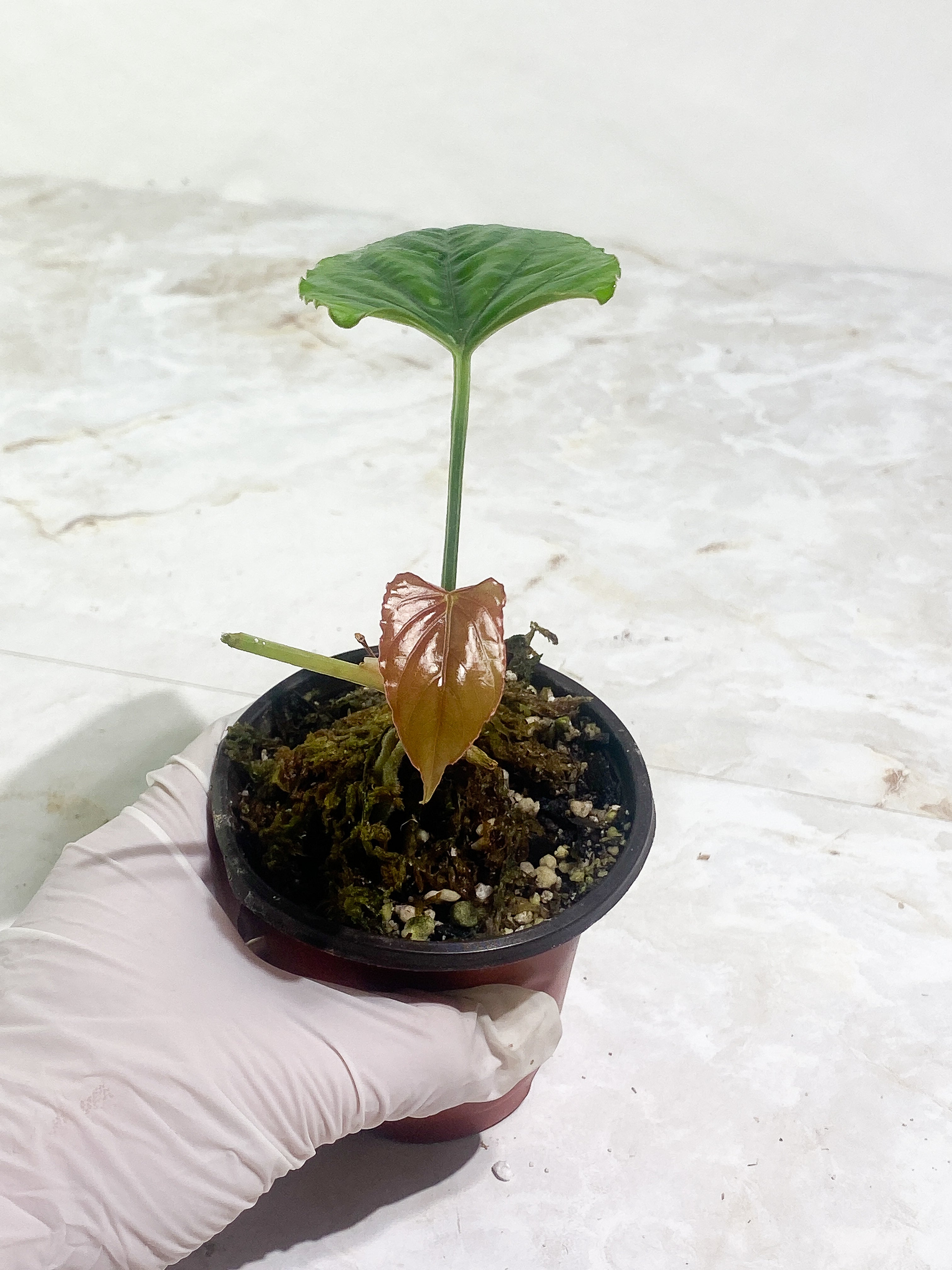Anthurium debilis 2 leaves Rooted