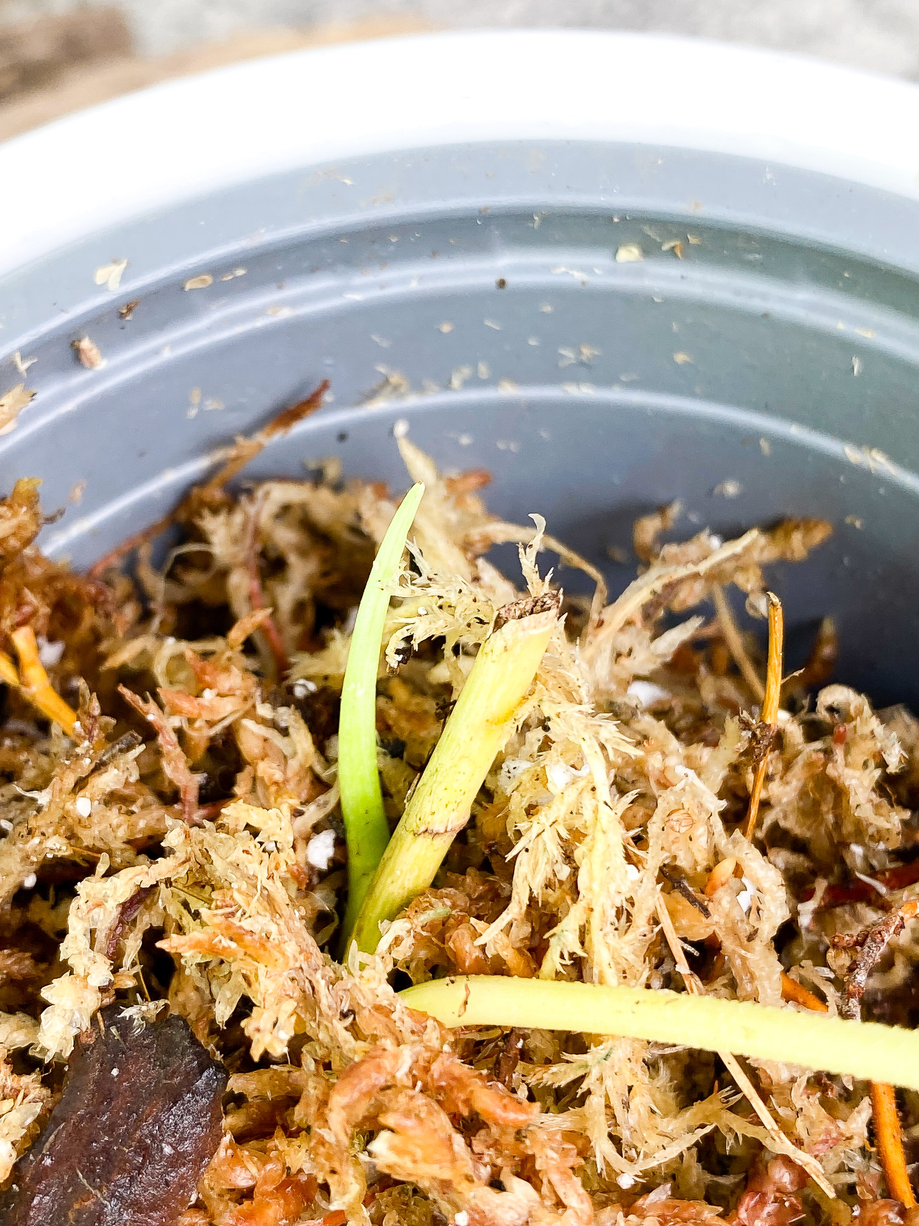 Philodendron verrucosum tambillo Rooting 1 leaf