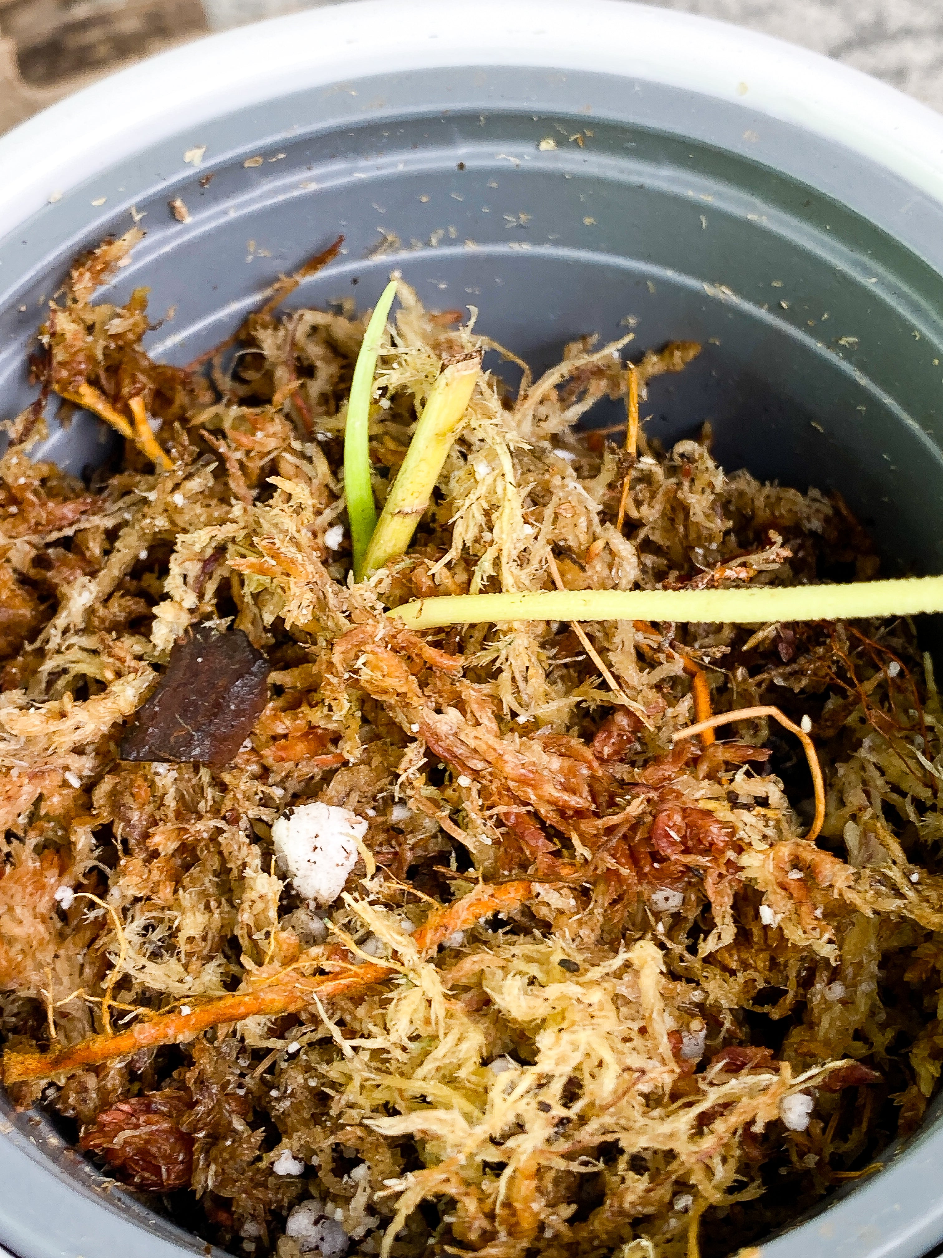 Philodendron verrucosum tambillo Rooting 1 leaf