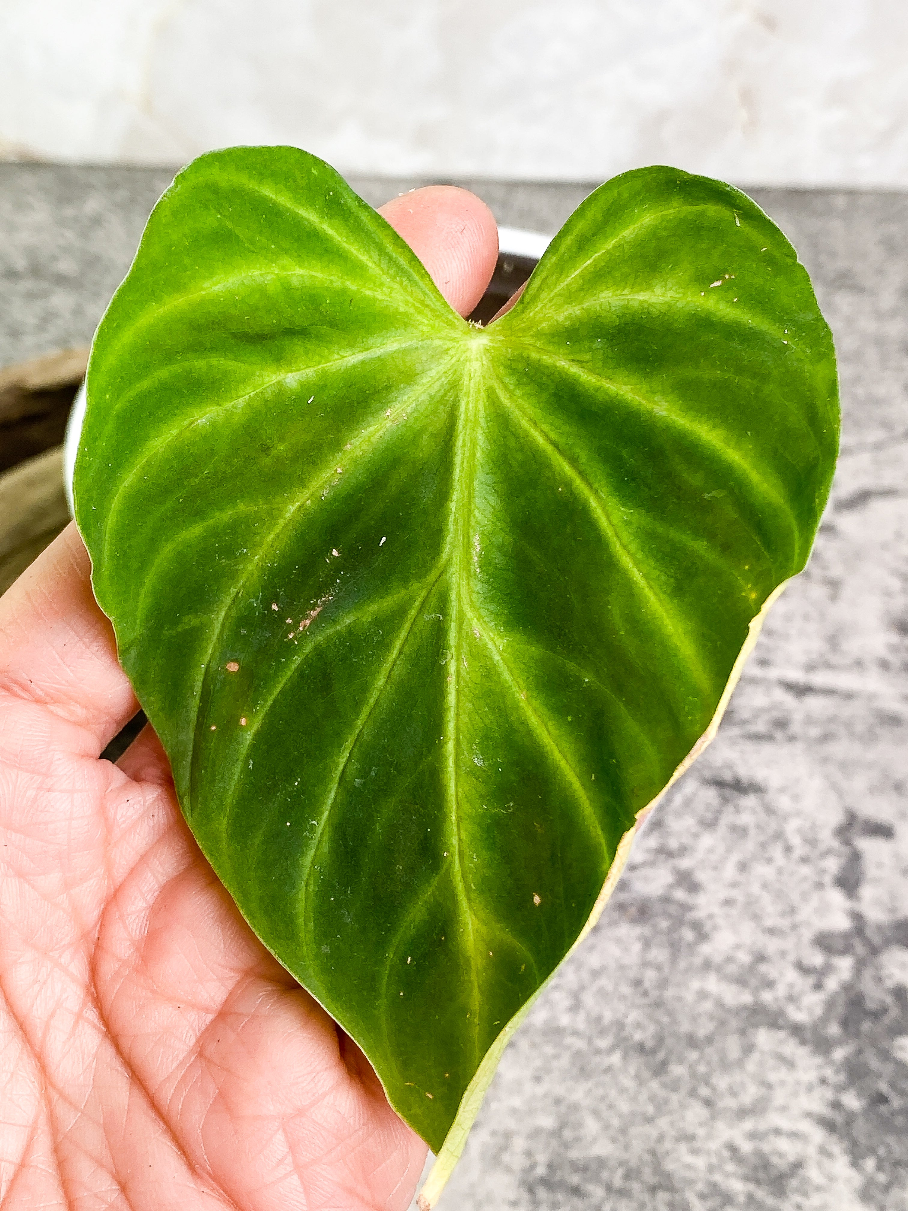 Philodendron verrucosum tambillo Rooting 1 leaf