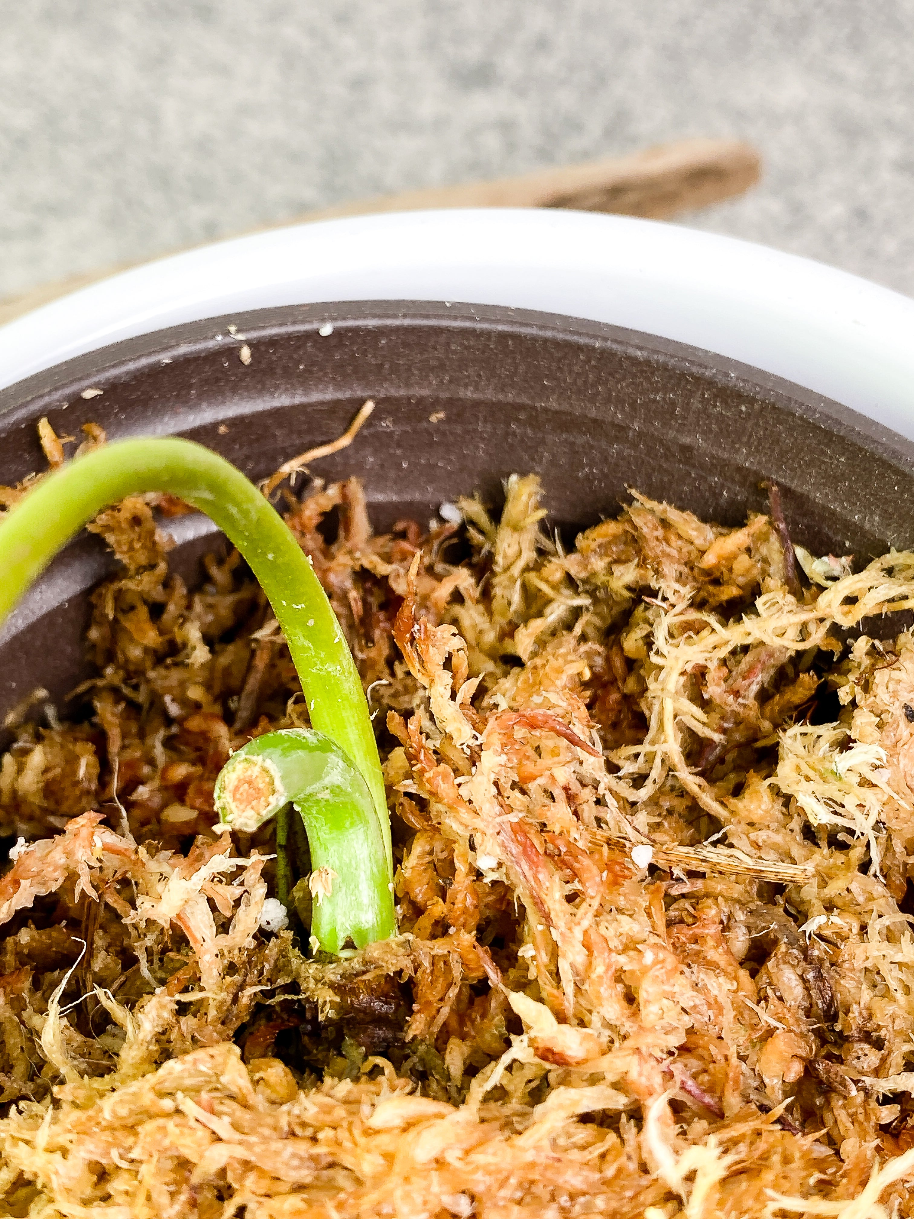 Philodendron verrucosum tambillo Rooting 1 leaf