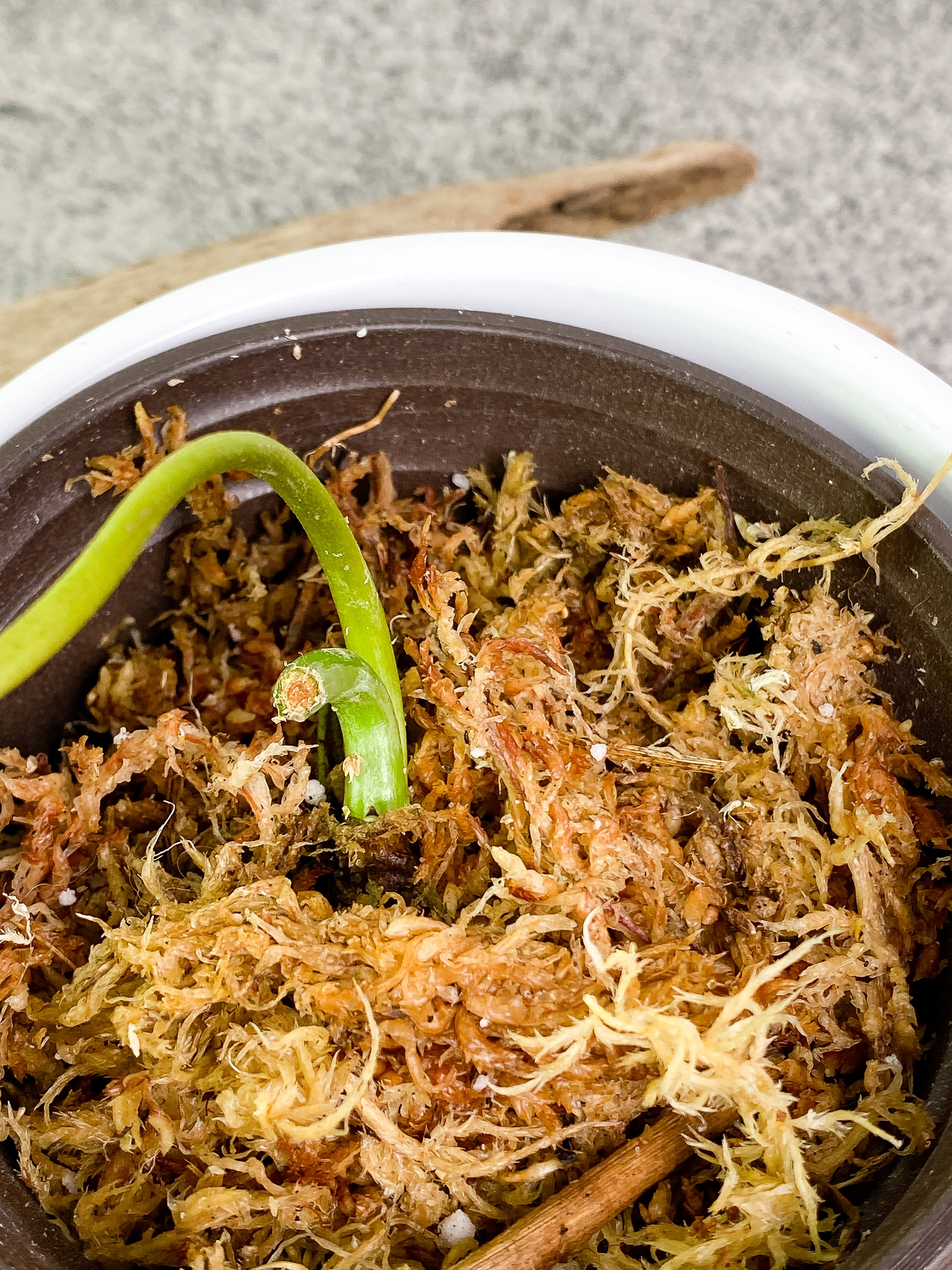 Philodendron verrucosum tambillo Rooting 1 leaf