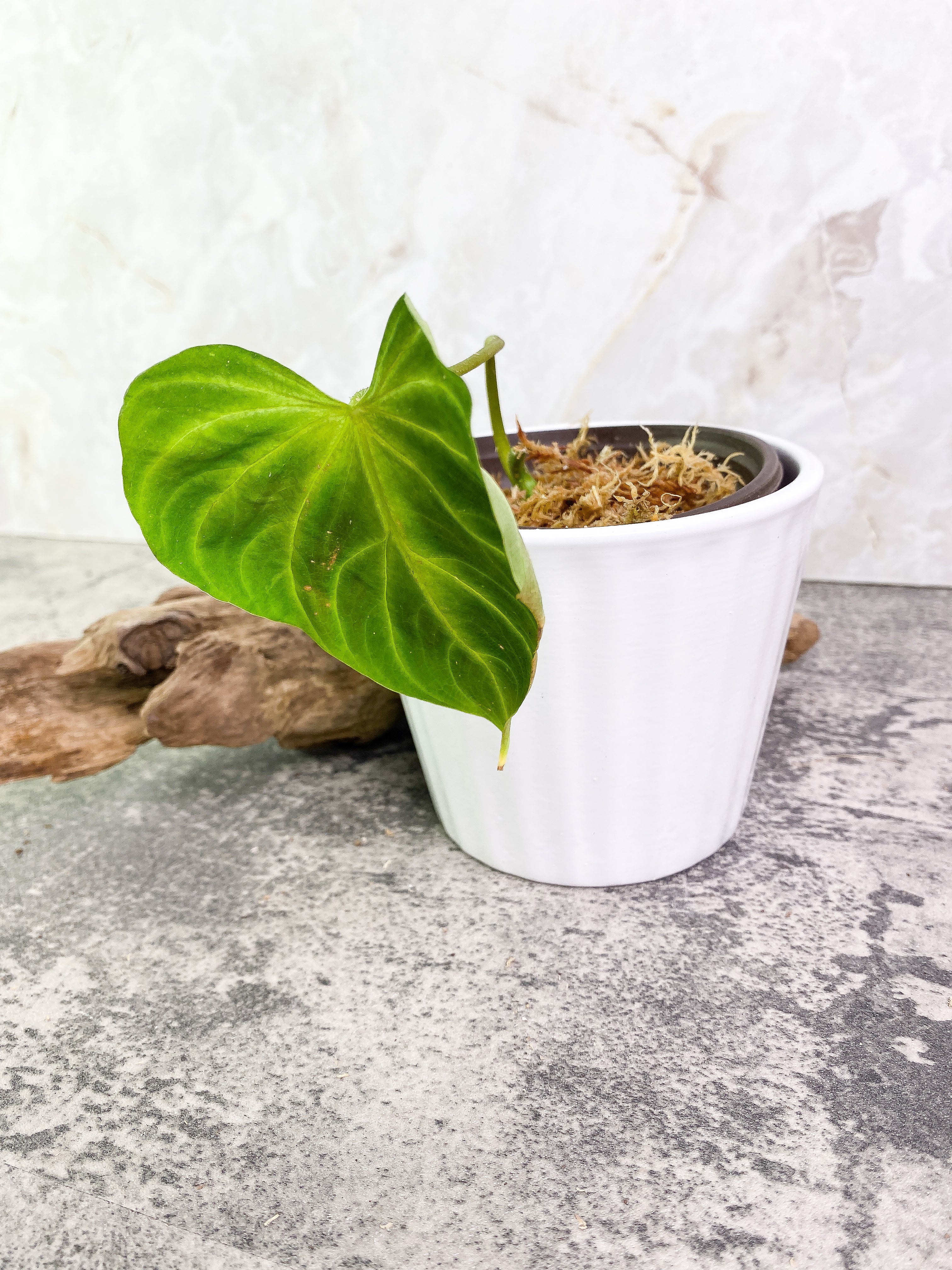 Philodendron verrucosum tambillo Rooting 1 leaf