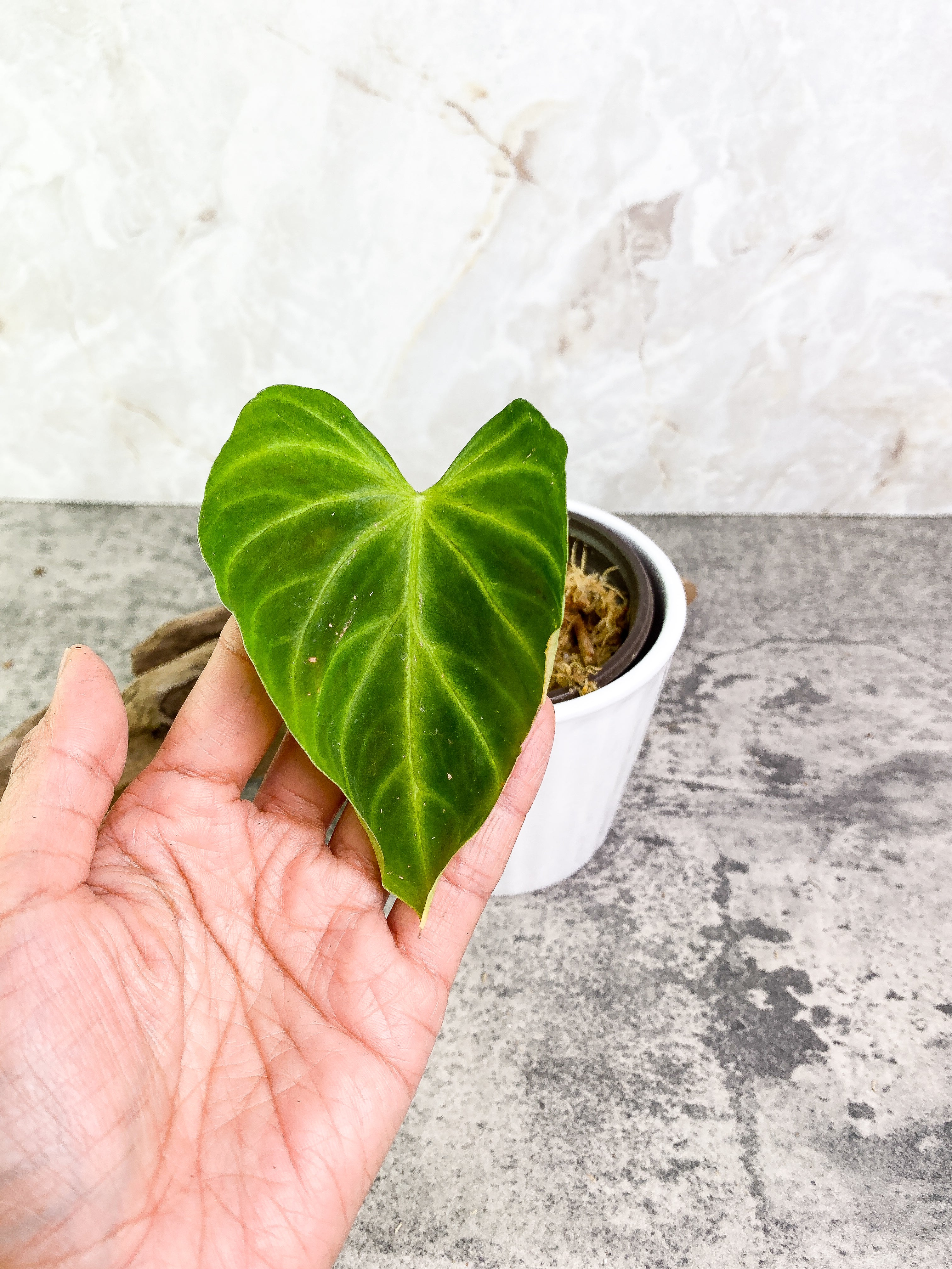 Philodendron verrucosum tambillo Rooting 1 leaf
