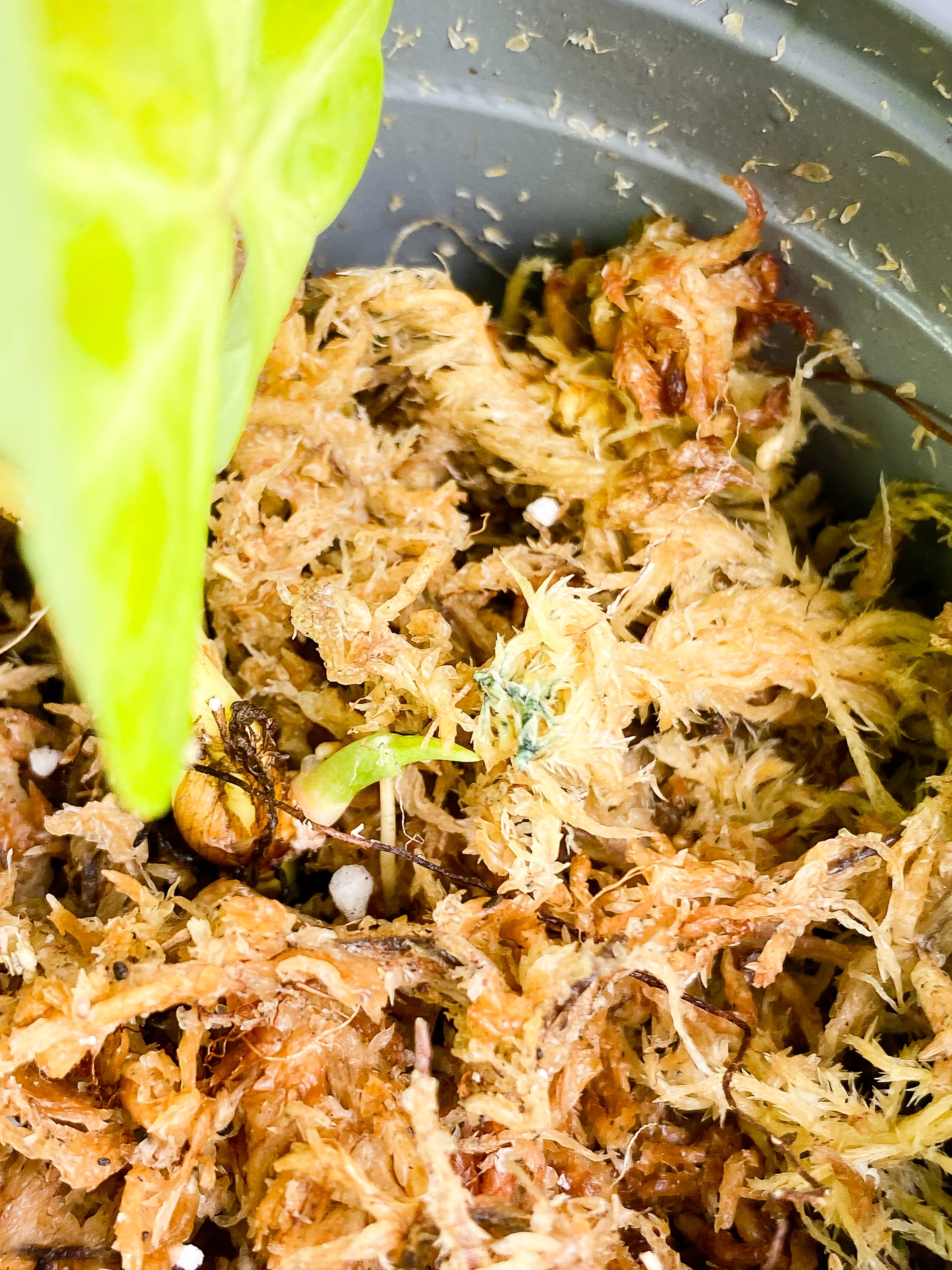 Philodendron verrucosum Dark Milky Way Rooting 1 leaf 1 sprout