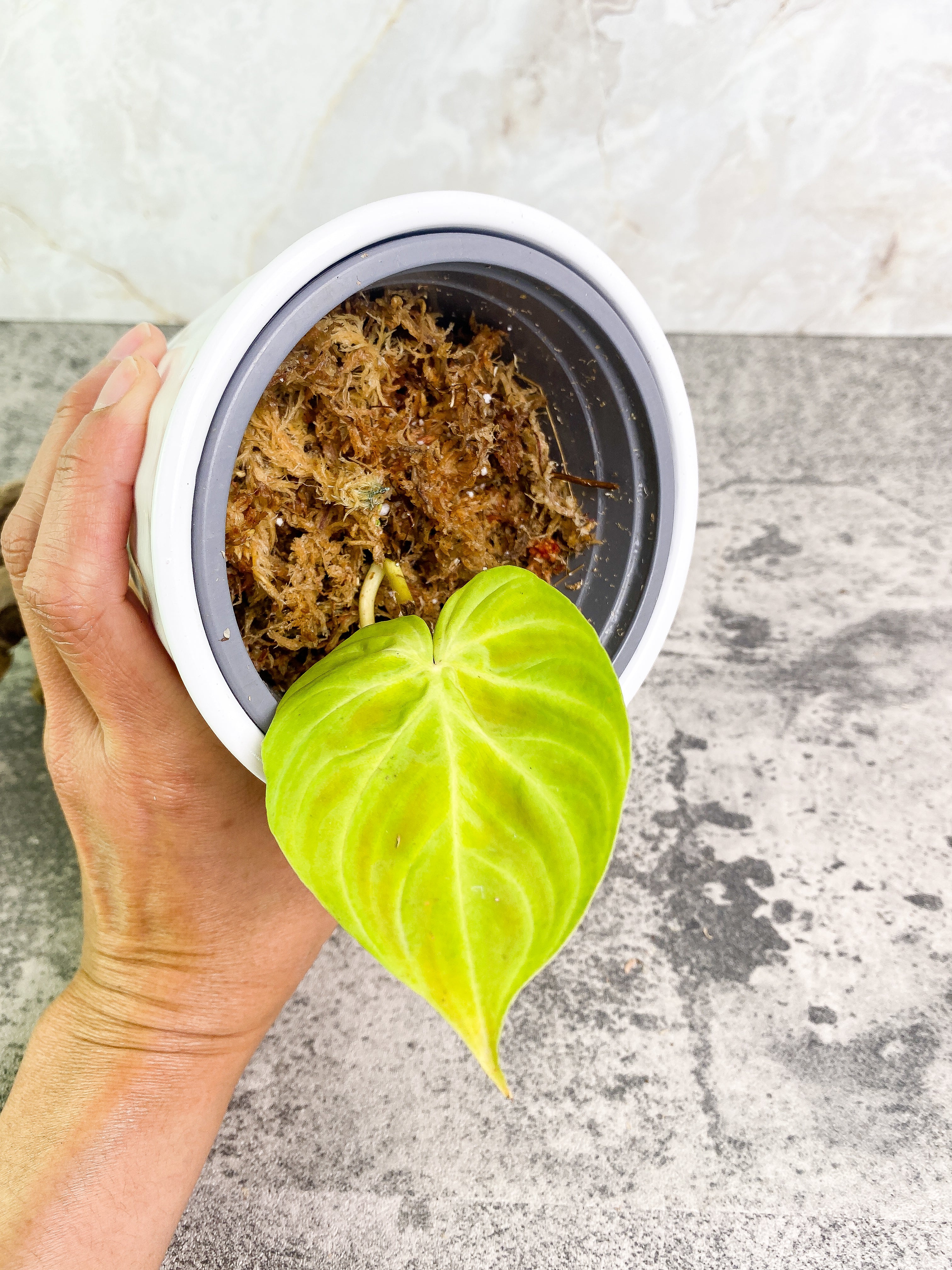 Philodendron verrucosum Dark Milky Way Rooting 1 leaf 1 sprout