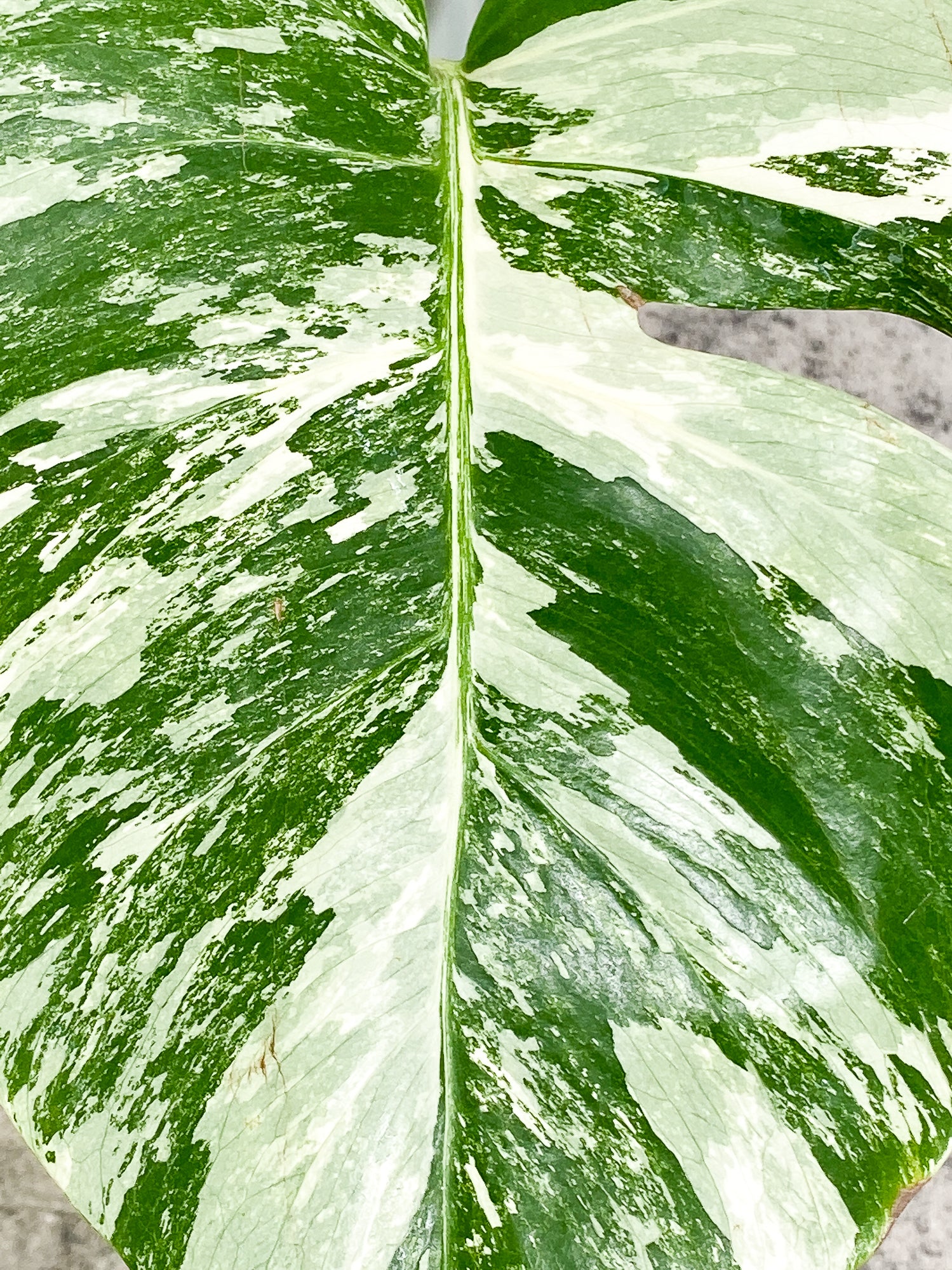 Monstera Albo Variegated 1 leaf with 1 growth point rooted