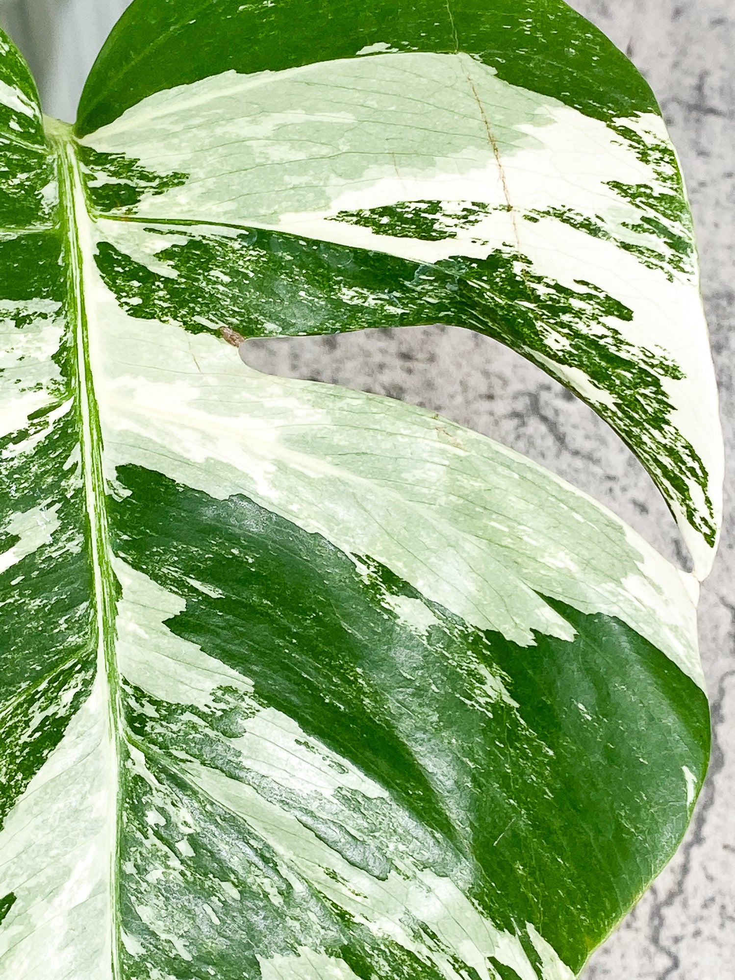 Monstera Albo Variegated 1 leaf with 1 growth point rooted