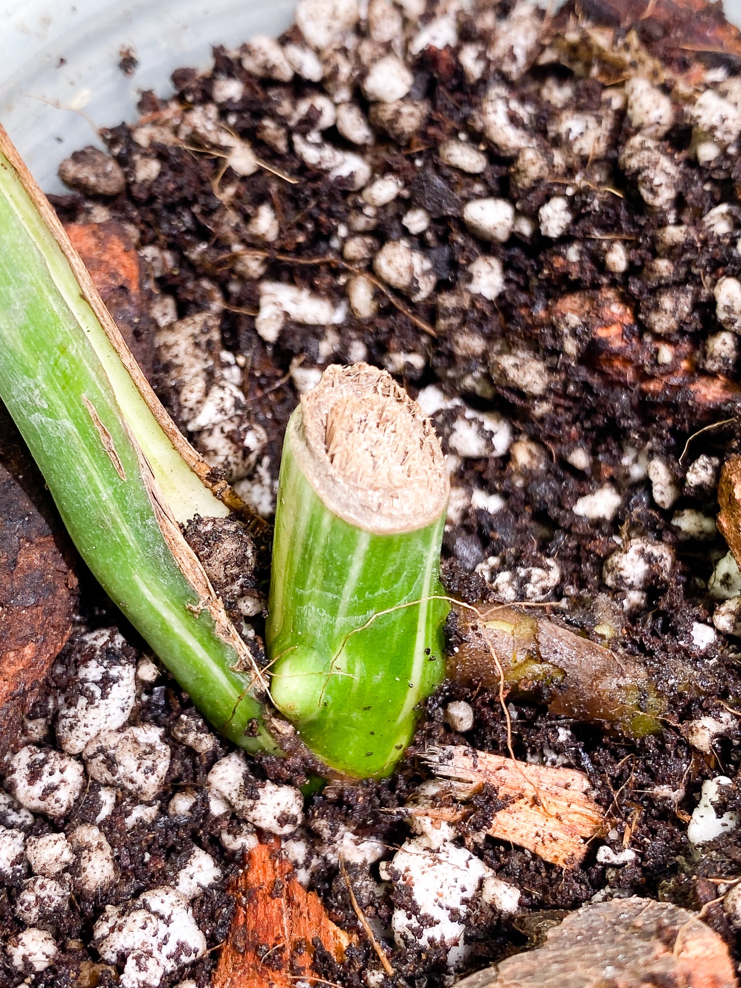 Monstera Albo Variegated 1 leaf with 1 growth point rooted