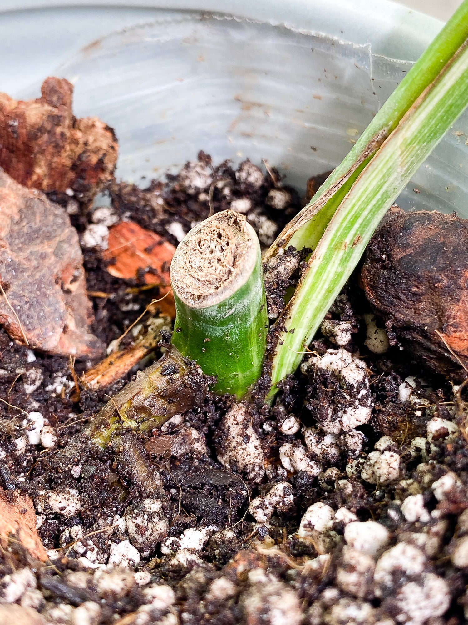 Monstera Albo Variegated 1 leaf with 1 growth point rooted