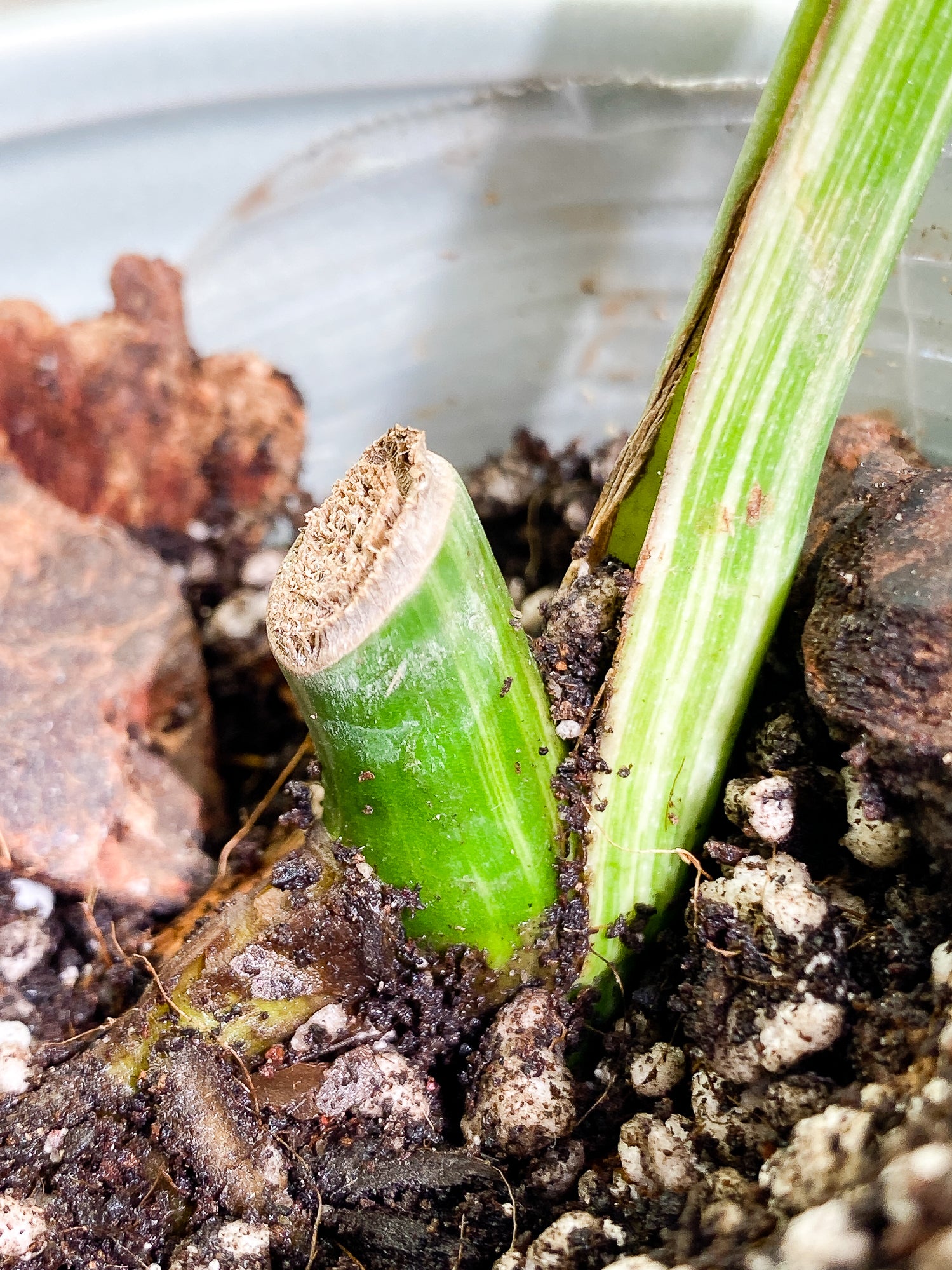 Monstera Albo Variegated 1 leaf with 1 growth point rooted