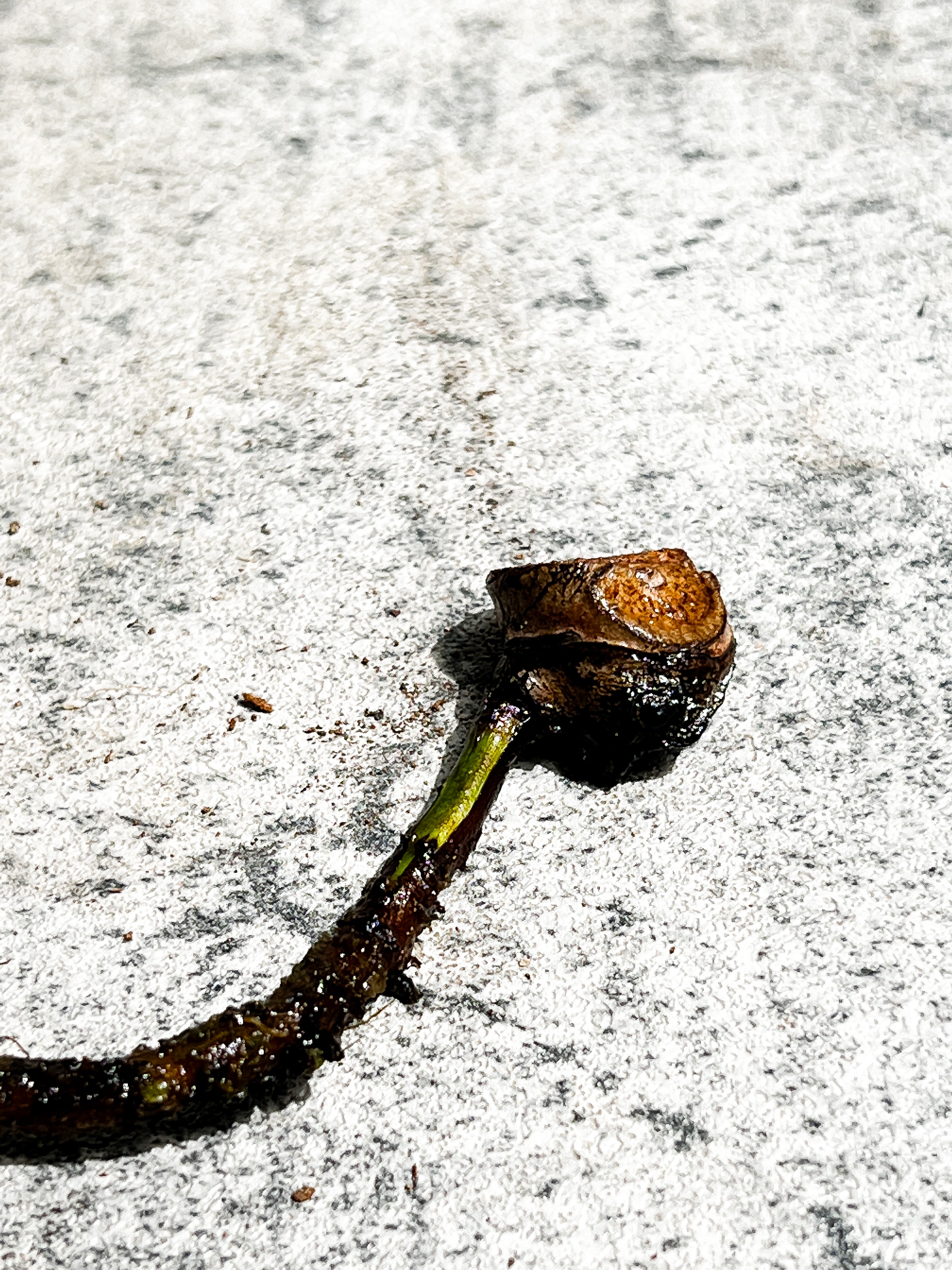 Philodendron Billietiae Variegated node 1 growing bud