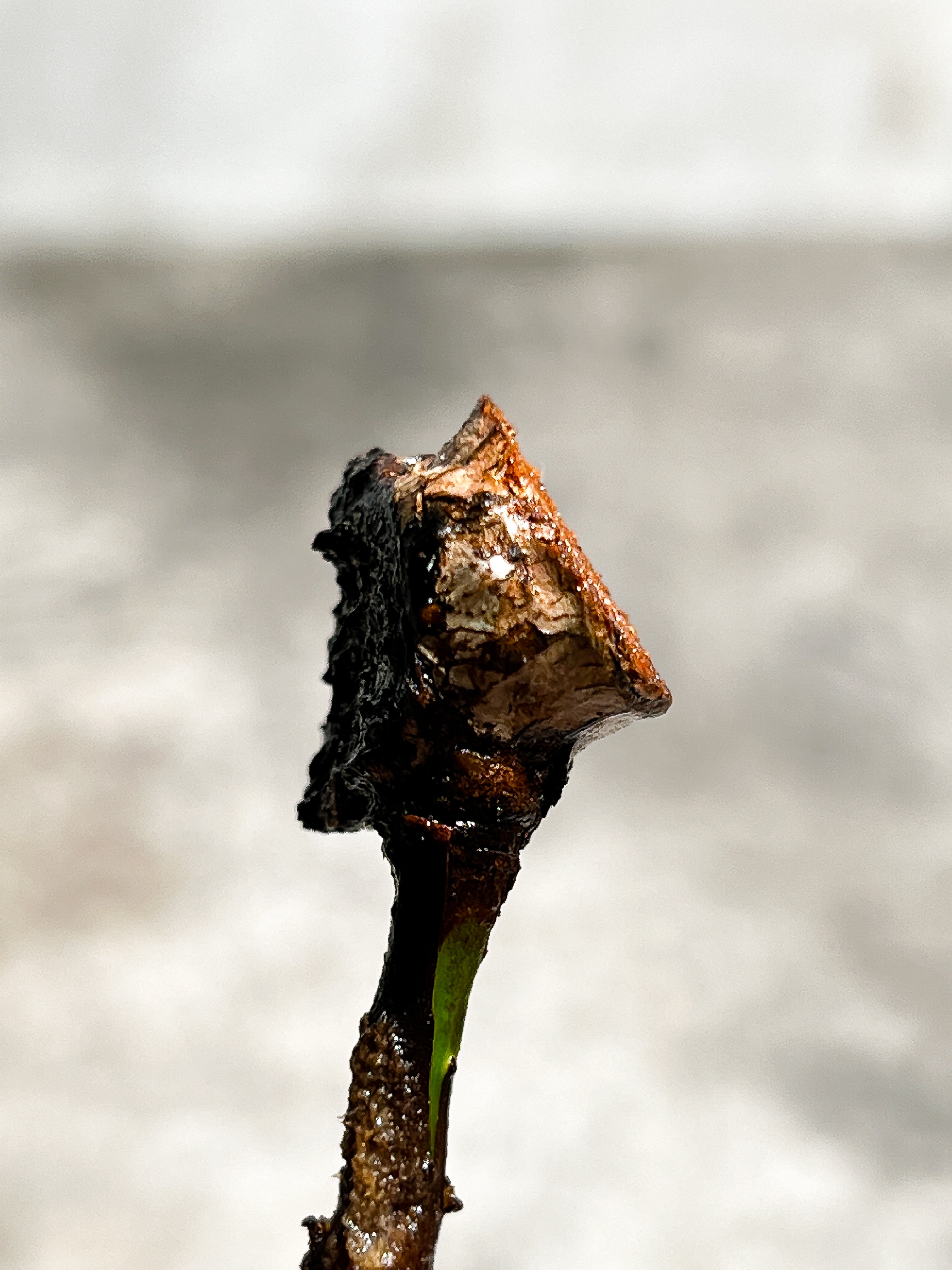 Philodendron Billietiae Variegated node 1 growing bud
