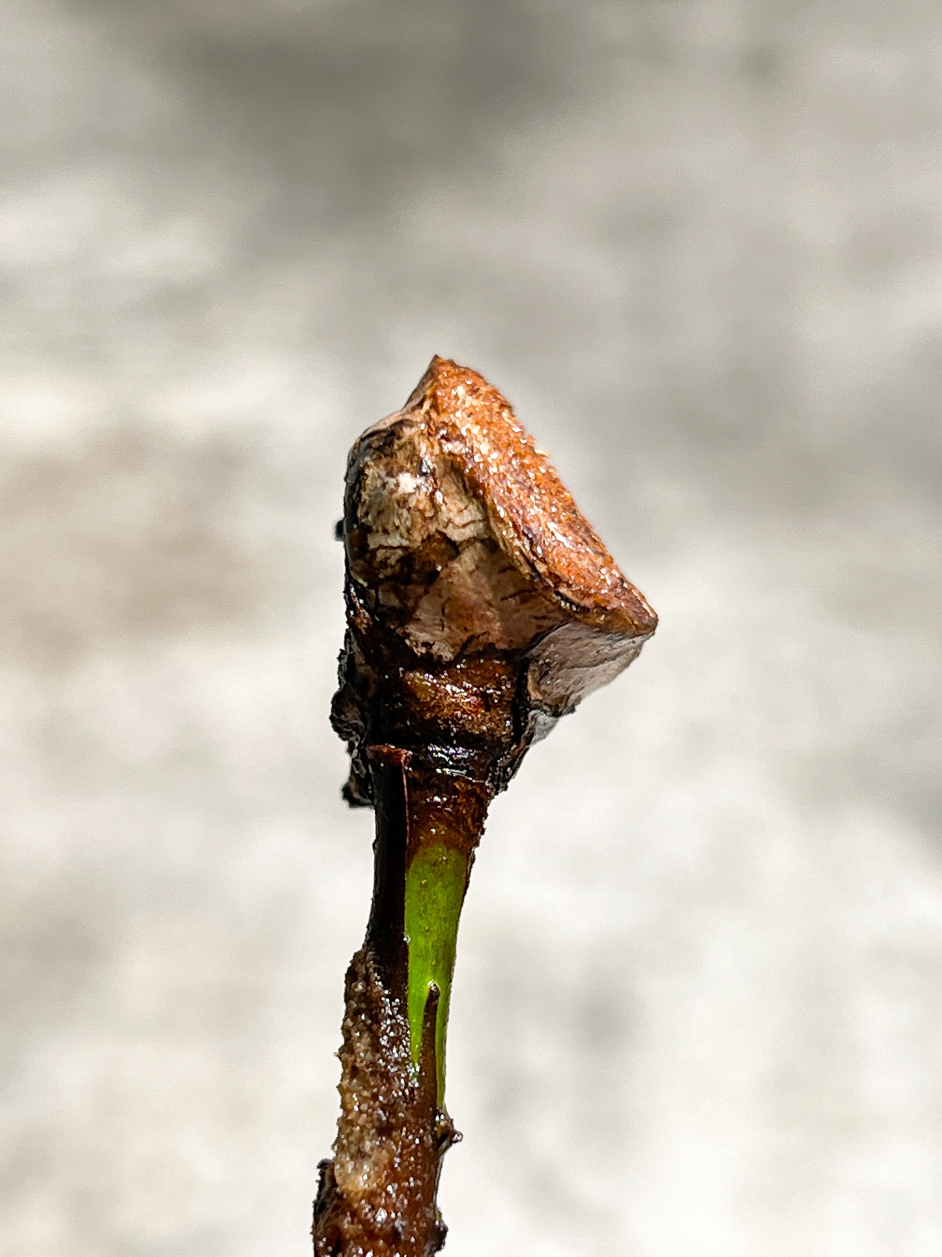 Philodendron Billietiae Variegated node 1 growing bud