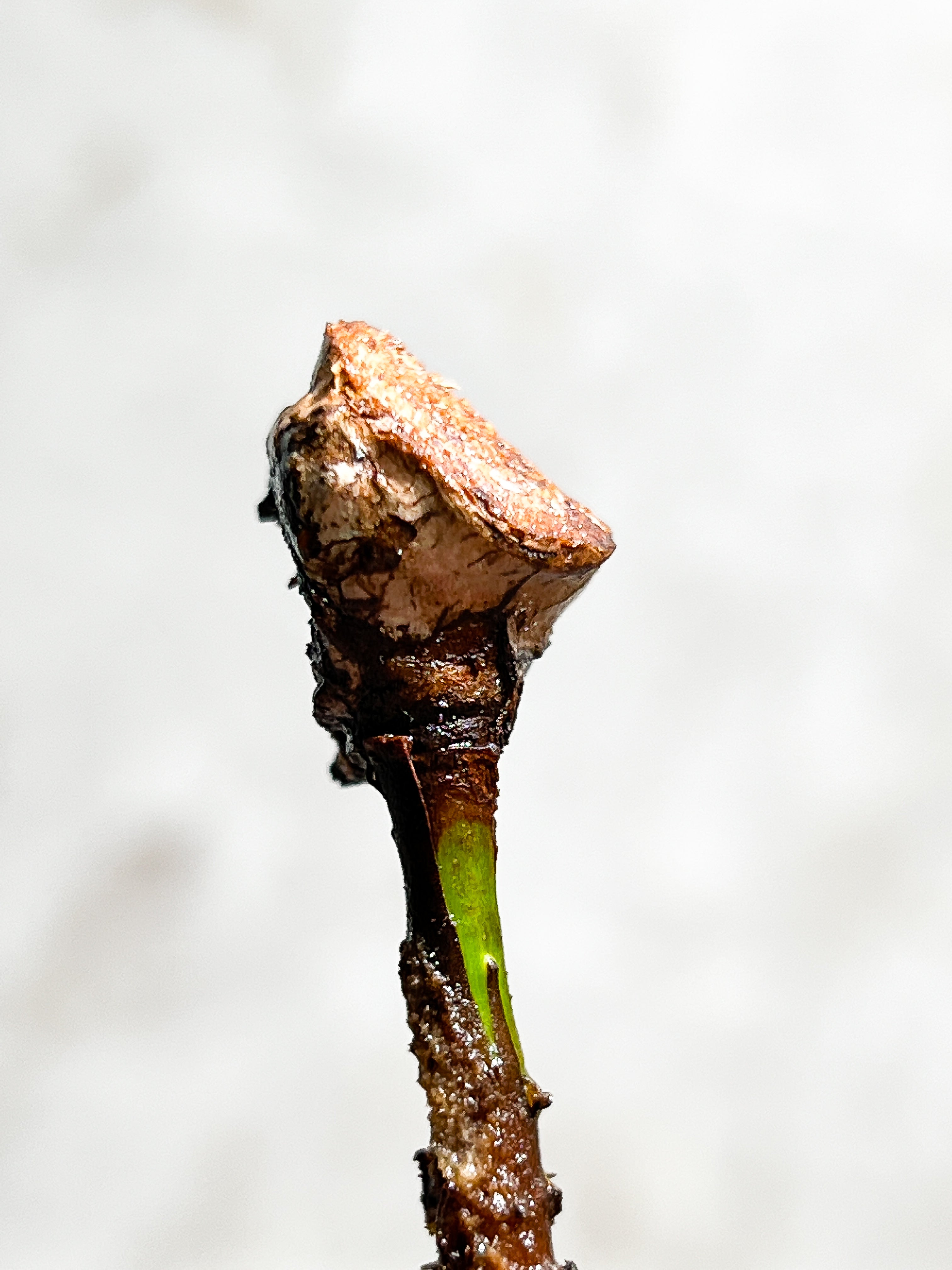 Philodendron Billietiae Variegated node 1 growing bud