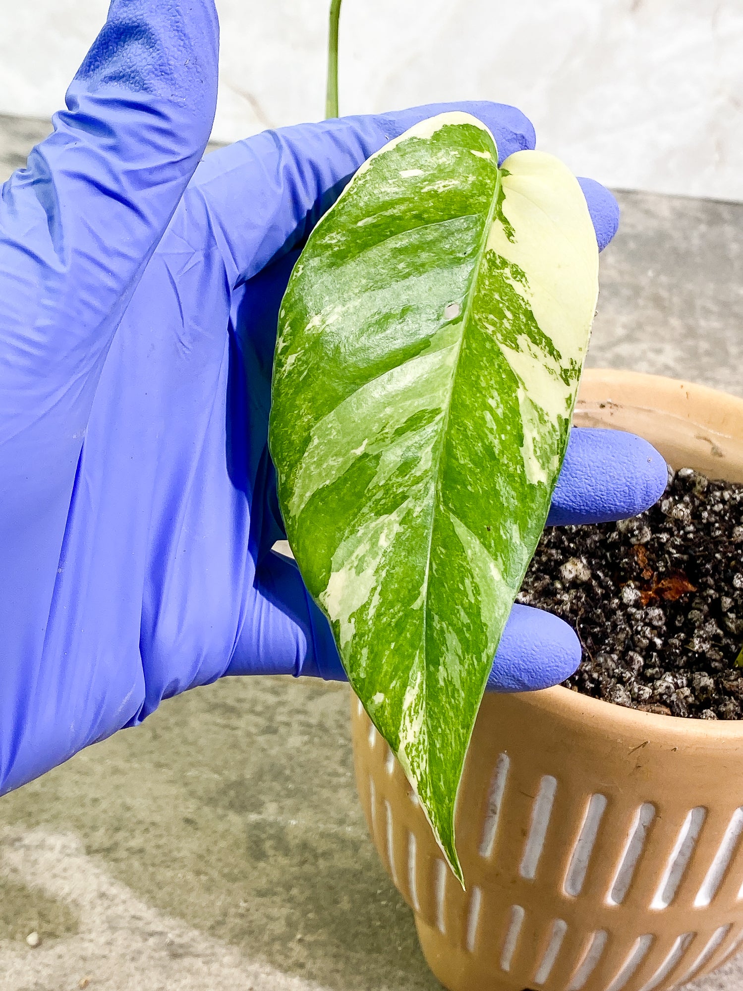 Epipremnum Pinnatum Variegated 2 leaves fully rooted