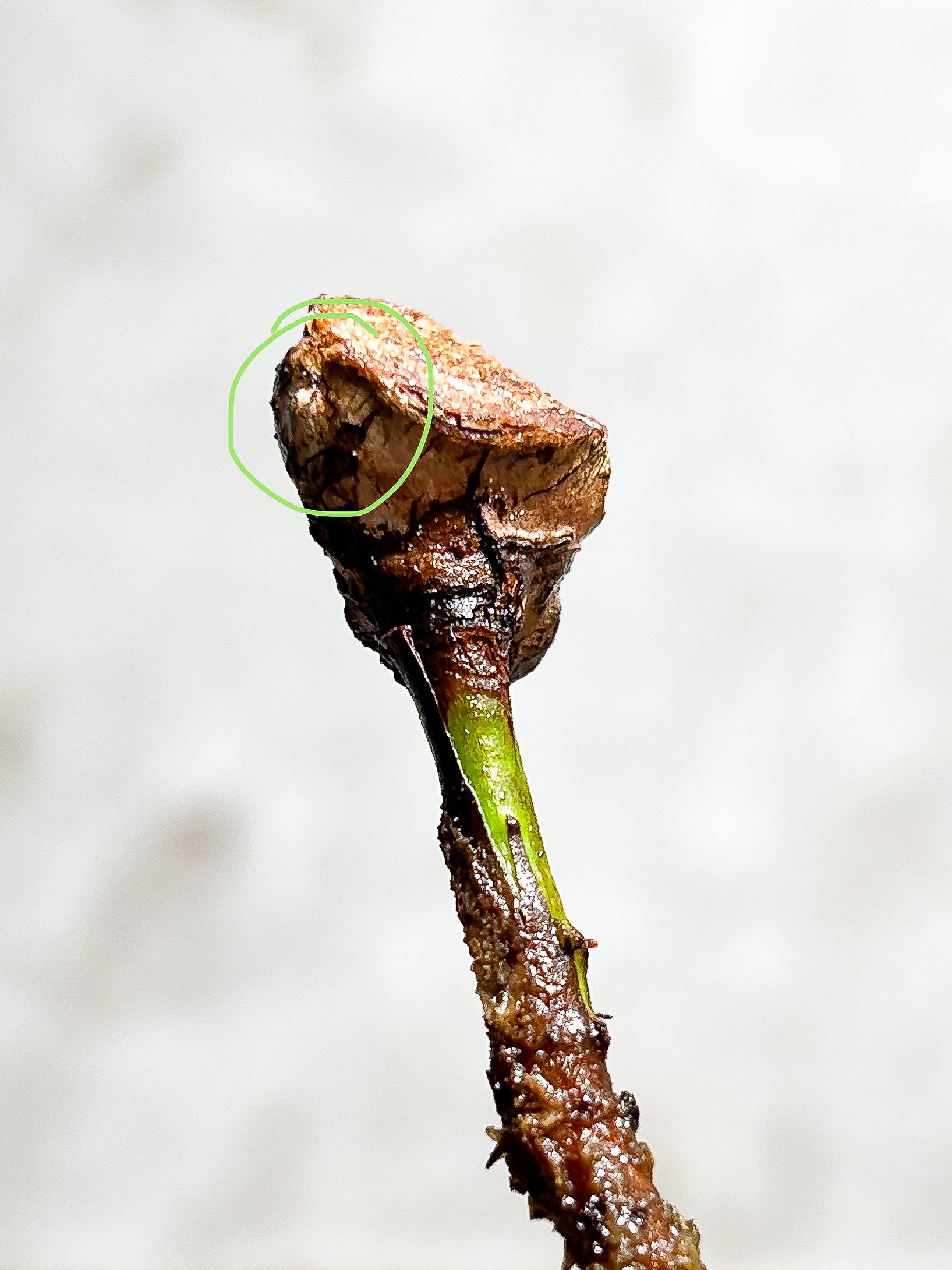 Philodendron Billietiae Variegated node 1 growing bud