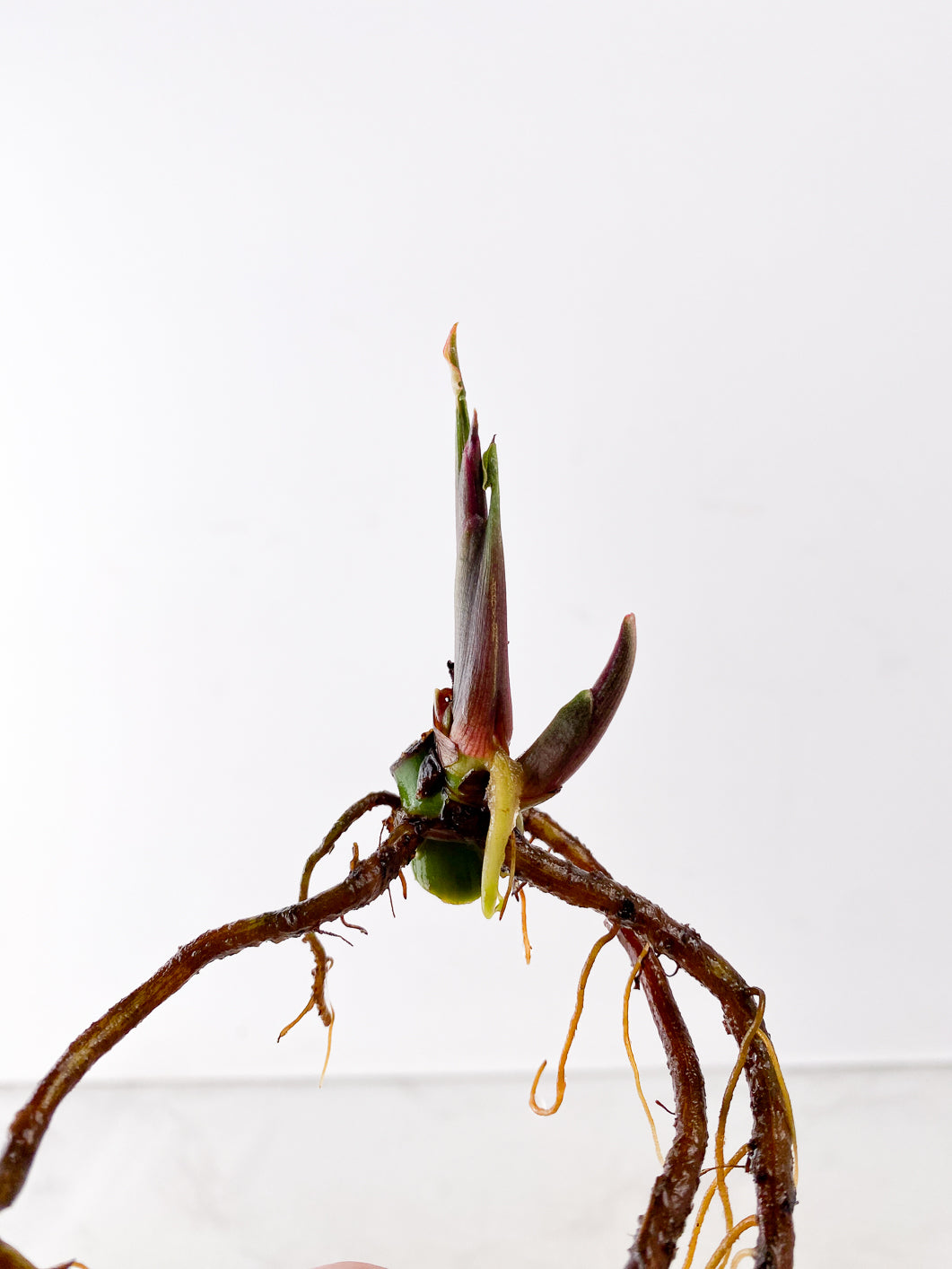 Syngonium Strawberry Ice node with sprout