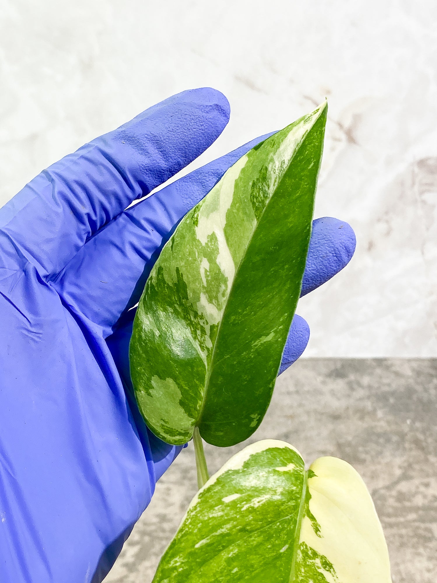 Epipremnum Pinnatum Variegated 2 leaves fully rooted