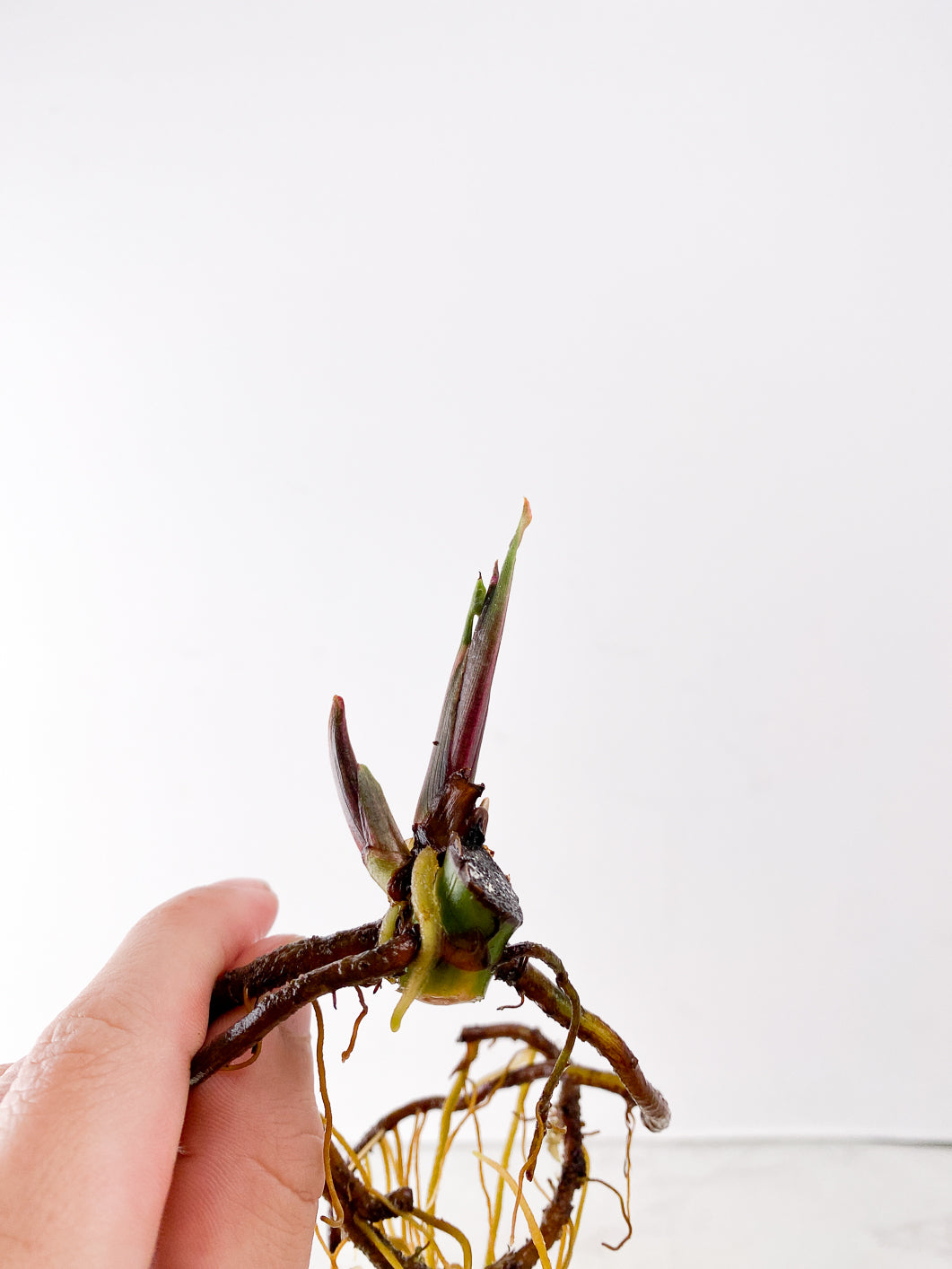 Syngonium Strawberry Ice node with sprout