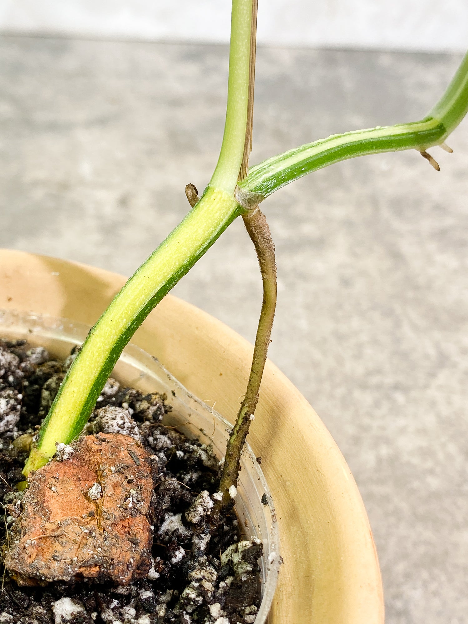 Epipremnum Pinnatum Variegated 2 leaves fully rooted