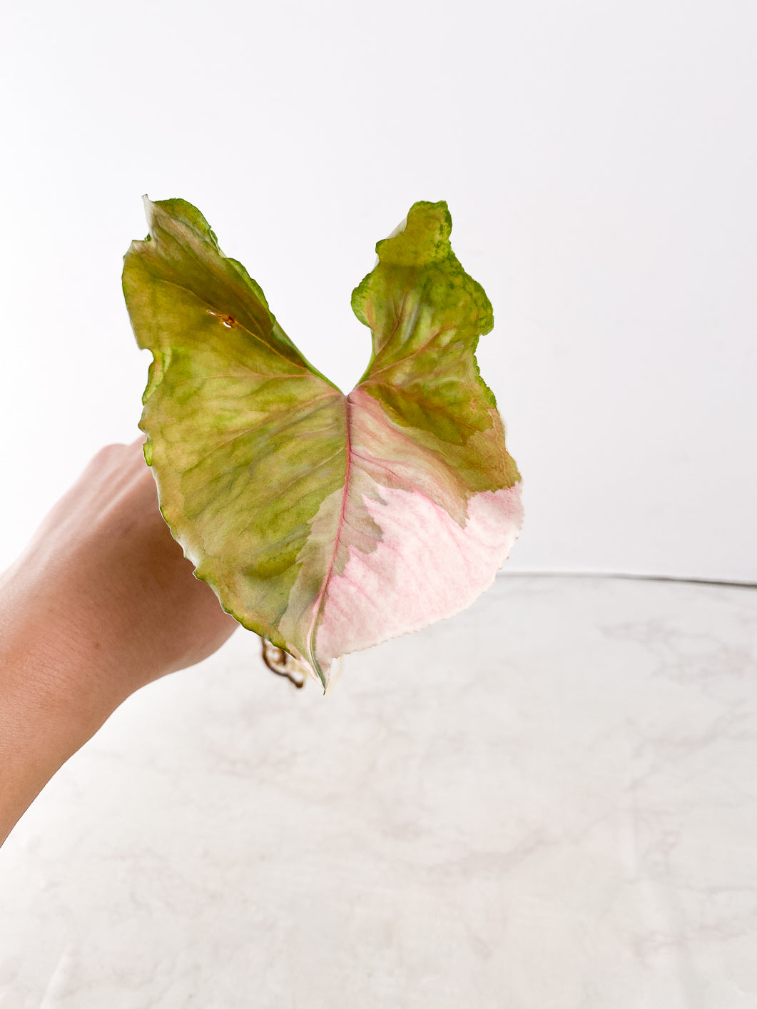 Syngonium Strawberry Ice 1 leaf