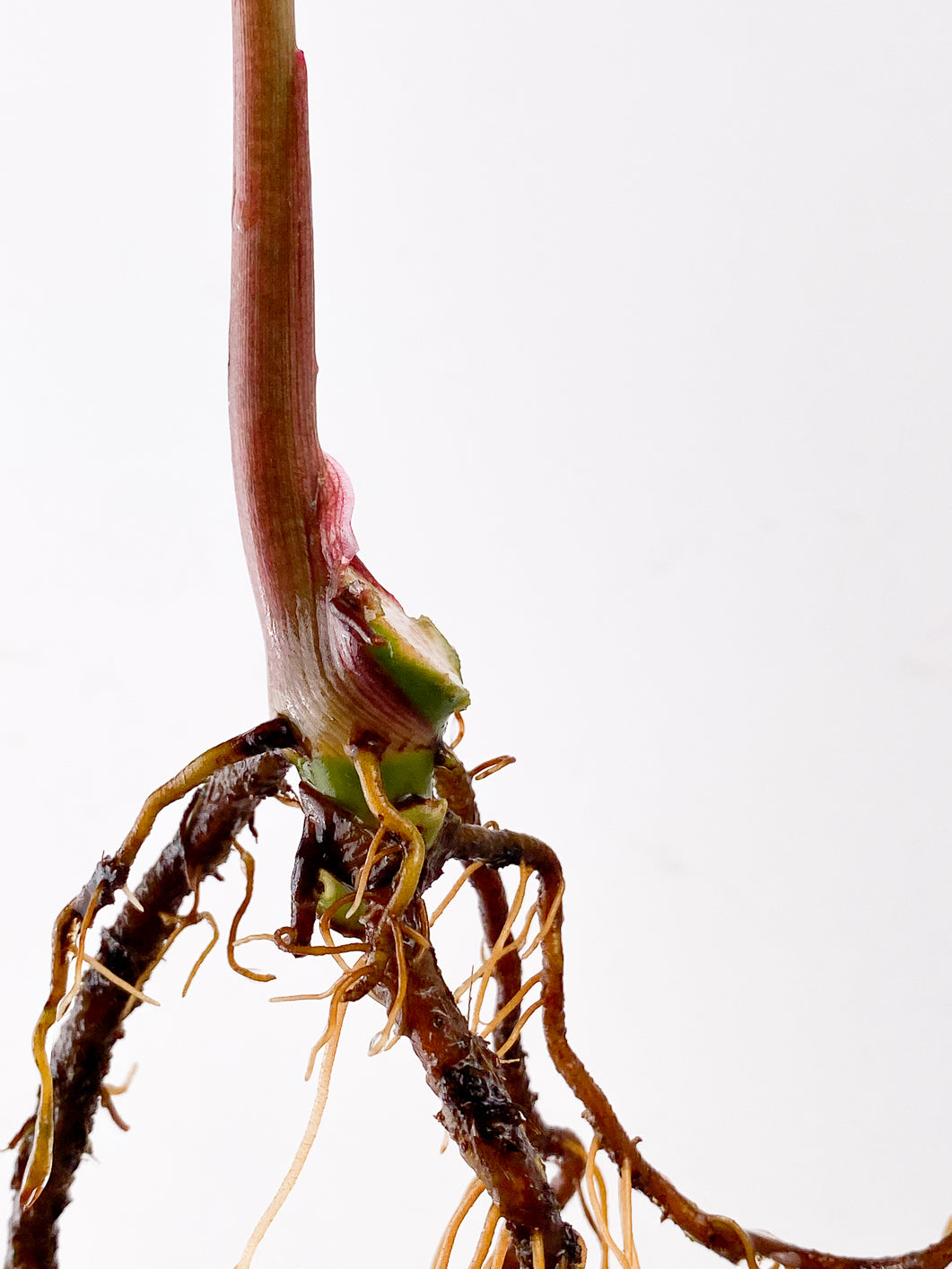Syngonium Strawberry Ice 1 leaf
