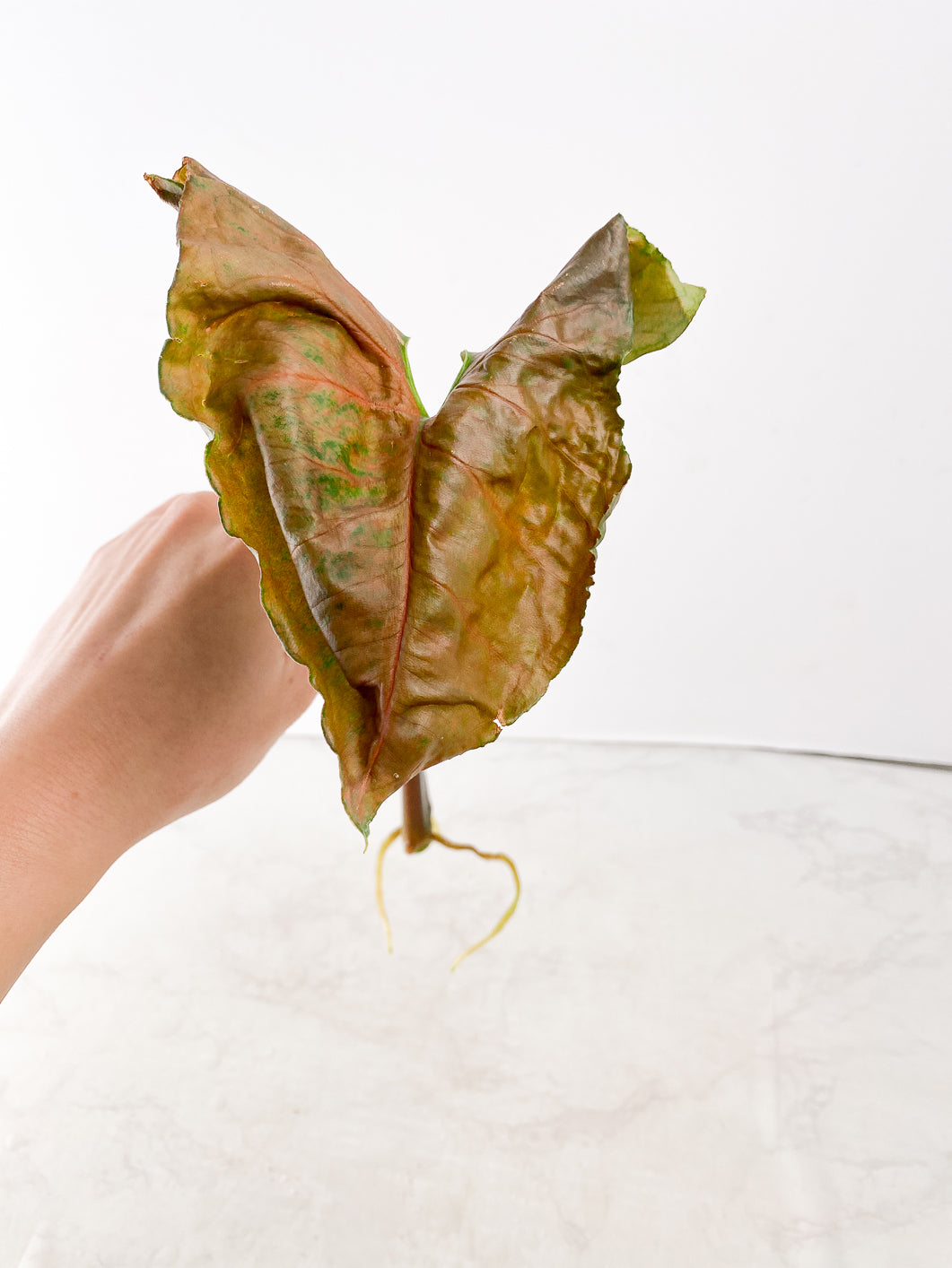 Syngonium Strawberry Ice 3 leaves