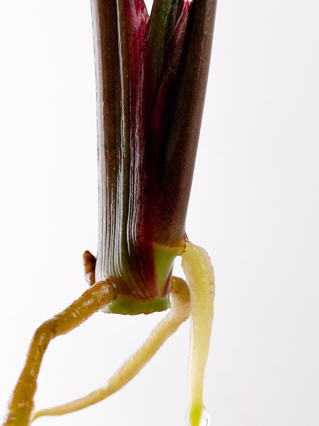 Syngonium Strawberry Ice 3 leaves