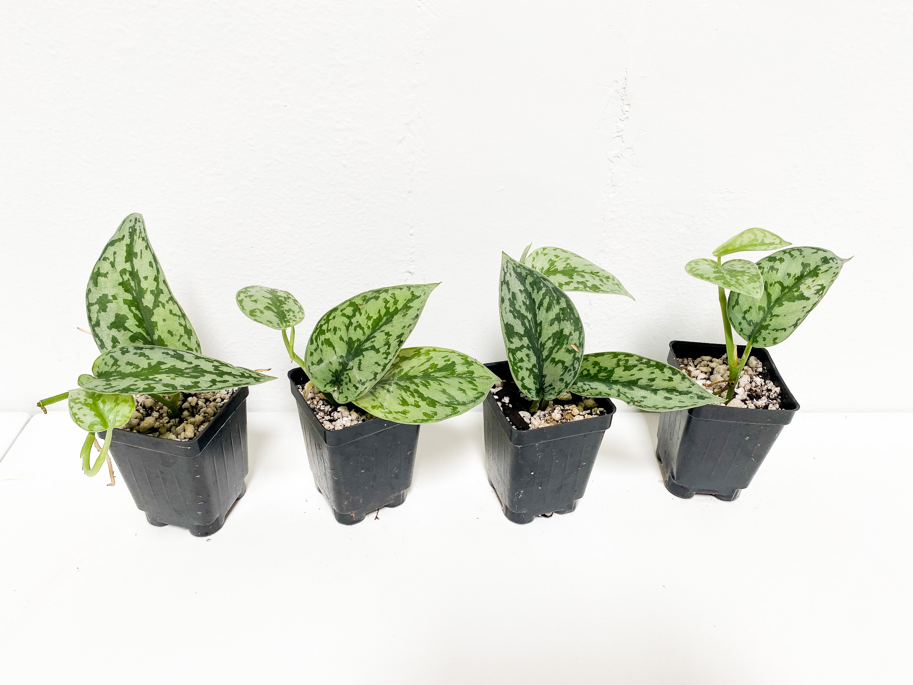 Grower Choice: Scindapsus Silver Lady rooted