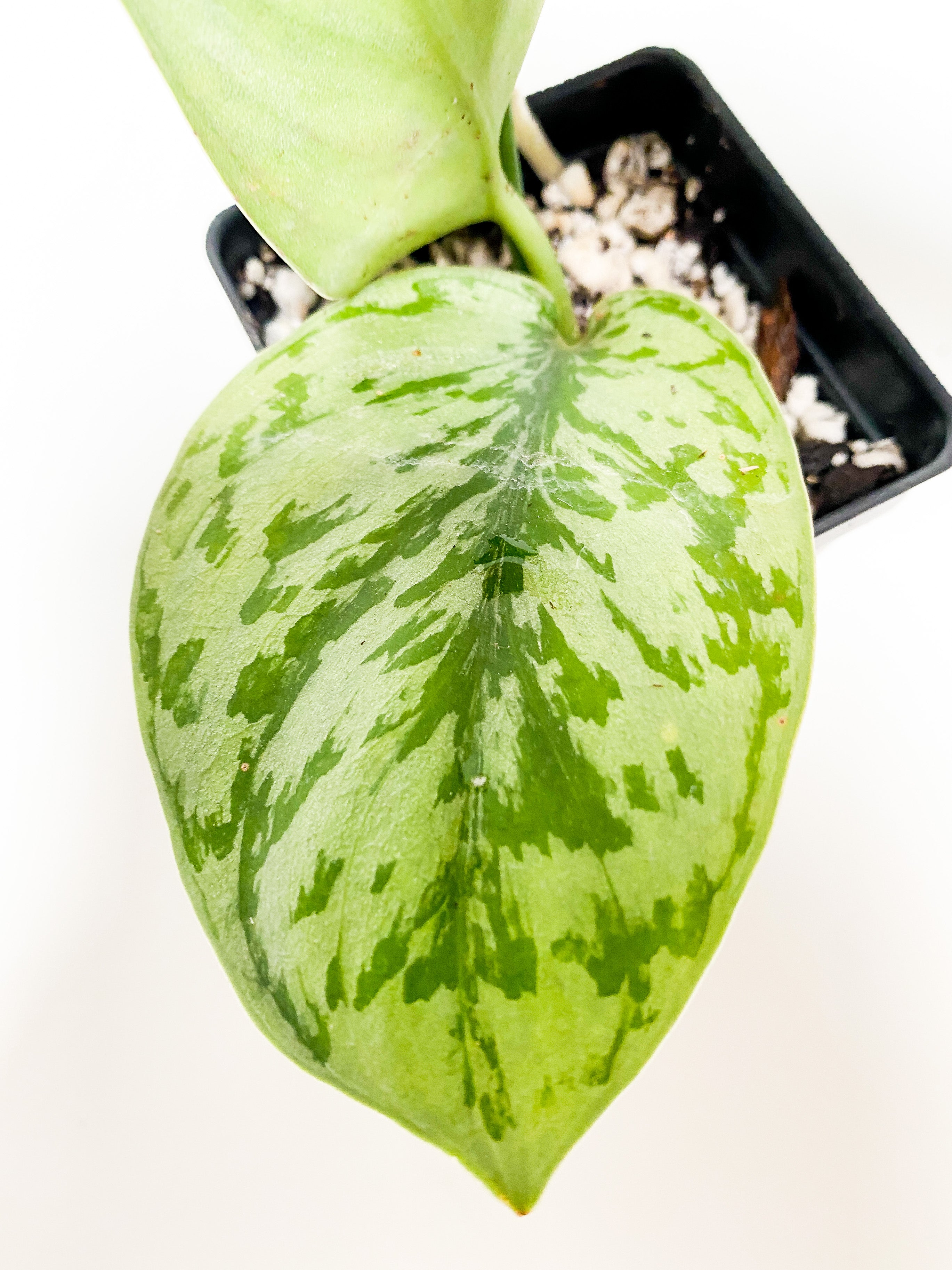 Grower Choice: Scindapsus Silver Lady rooted