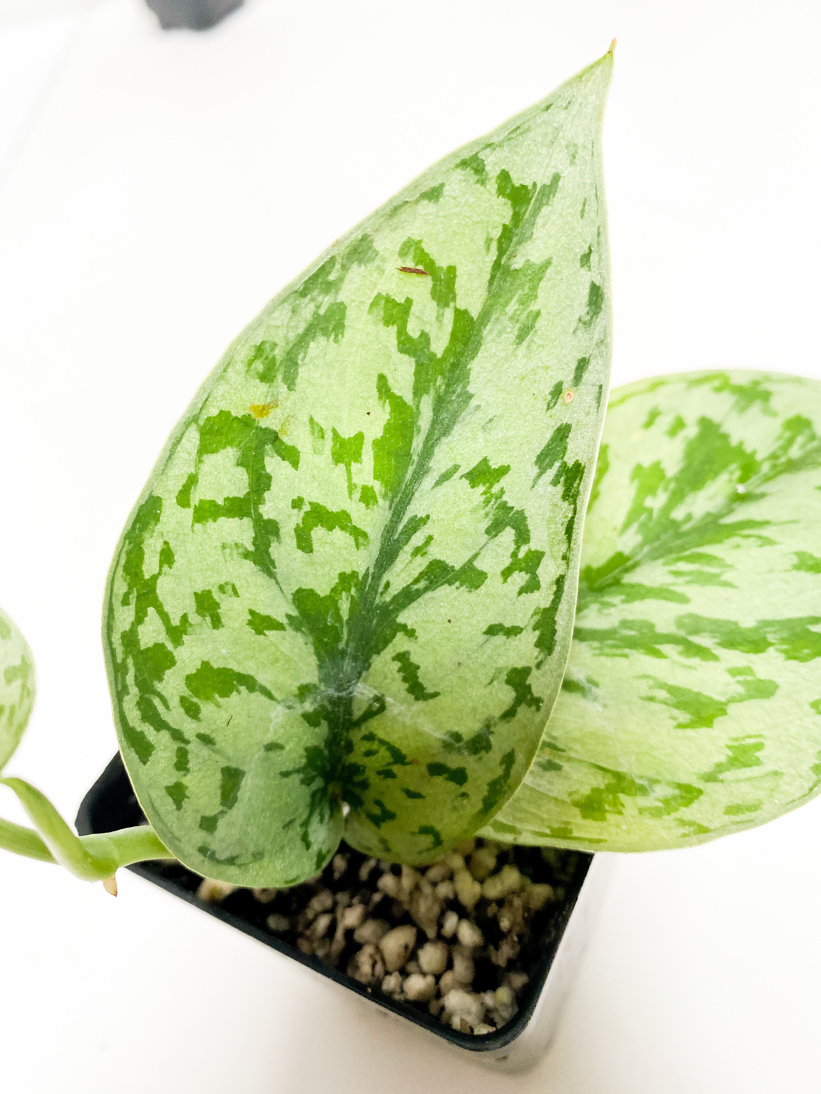Grower Choice: Scindapsus Silver Lady rooted