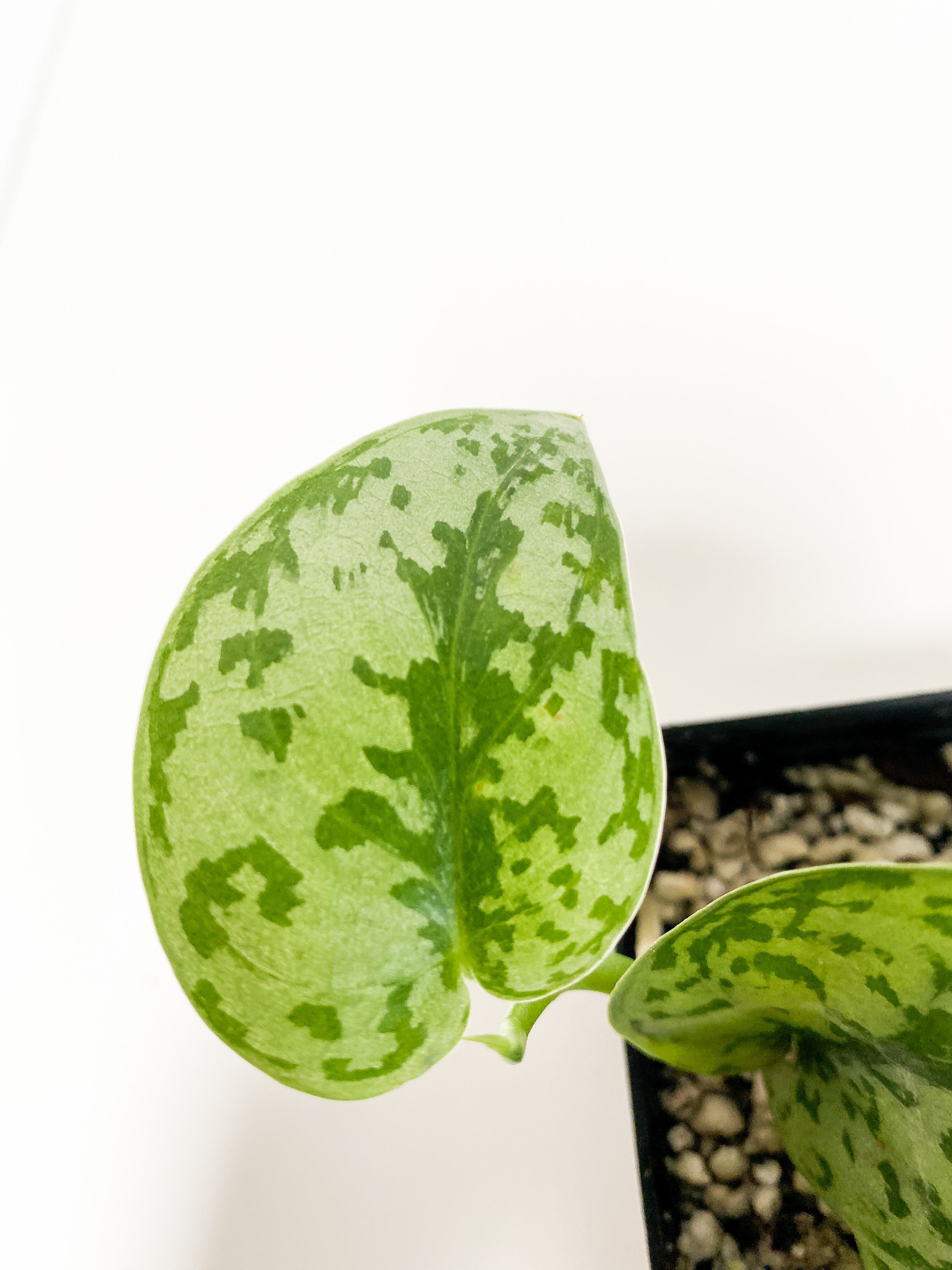 Grower Choice: Scindapsus Silver Lady rooted