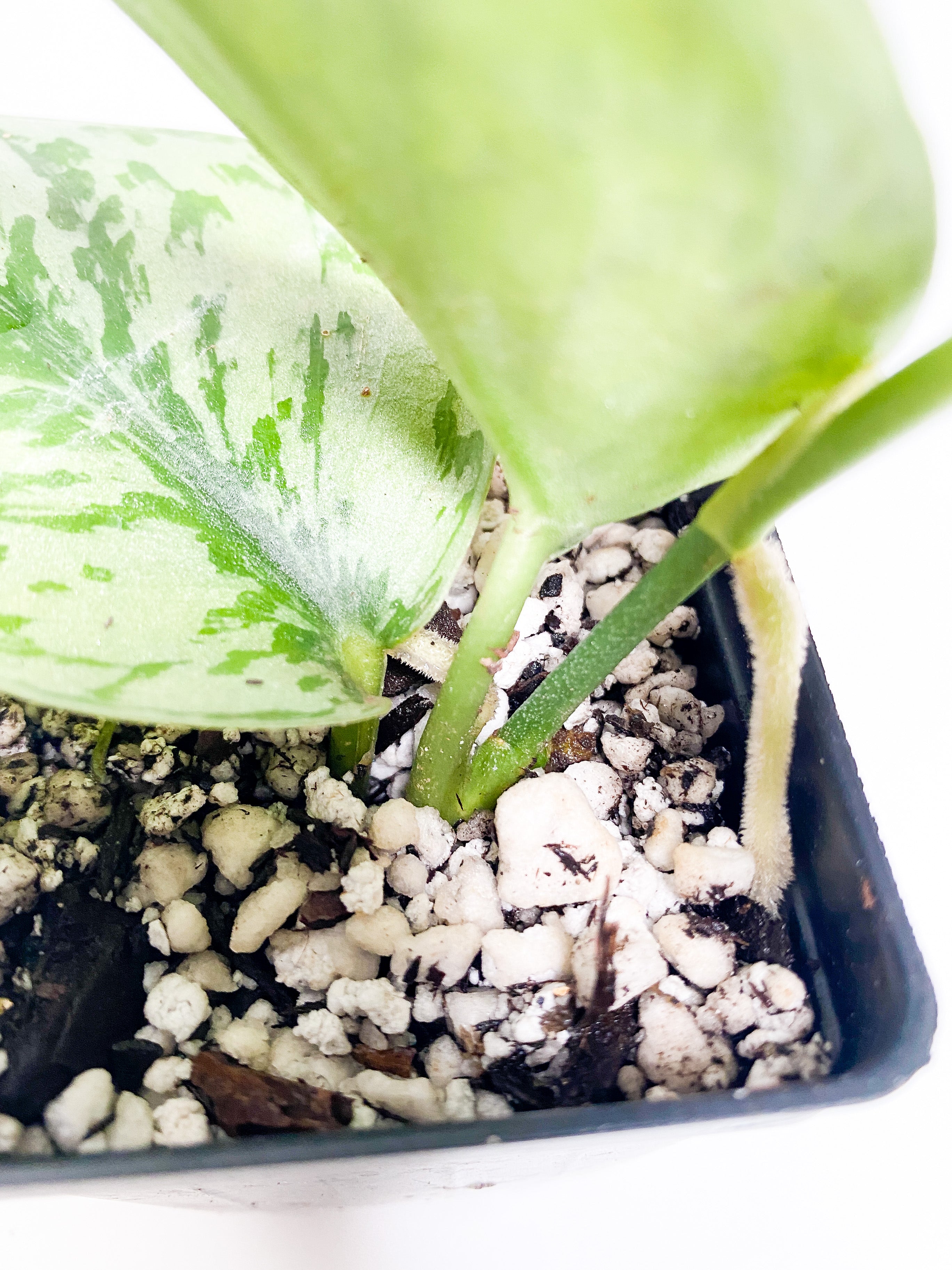 Grower Choice: Scindapsus Silver Lady rooted