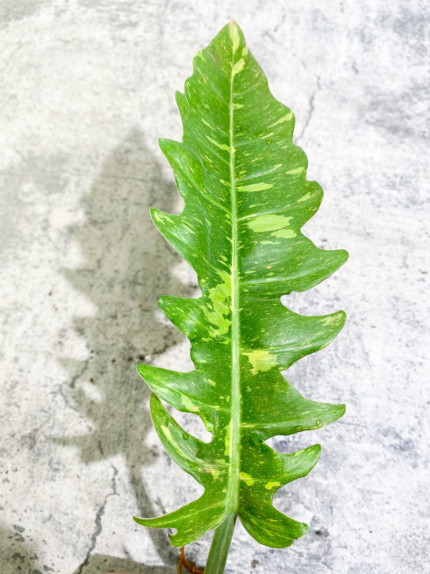 Philodendron Ring of Fire 1 leaf 1 sprout Top Cutting rooting
