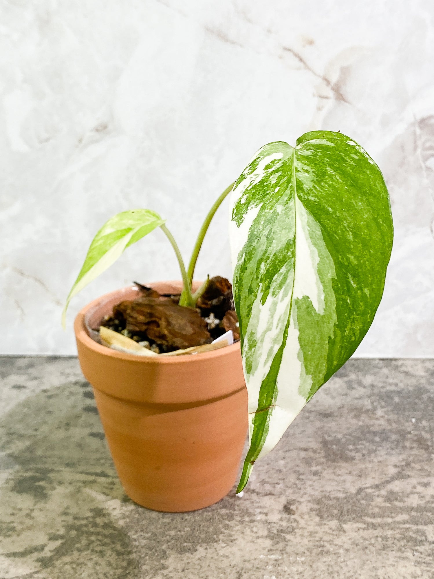 Epipremnum Pinnatum Variegated 2 leaves fully rooted