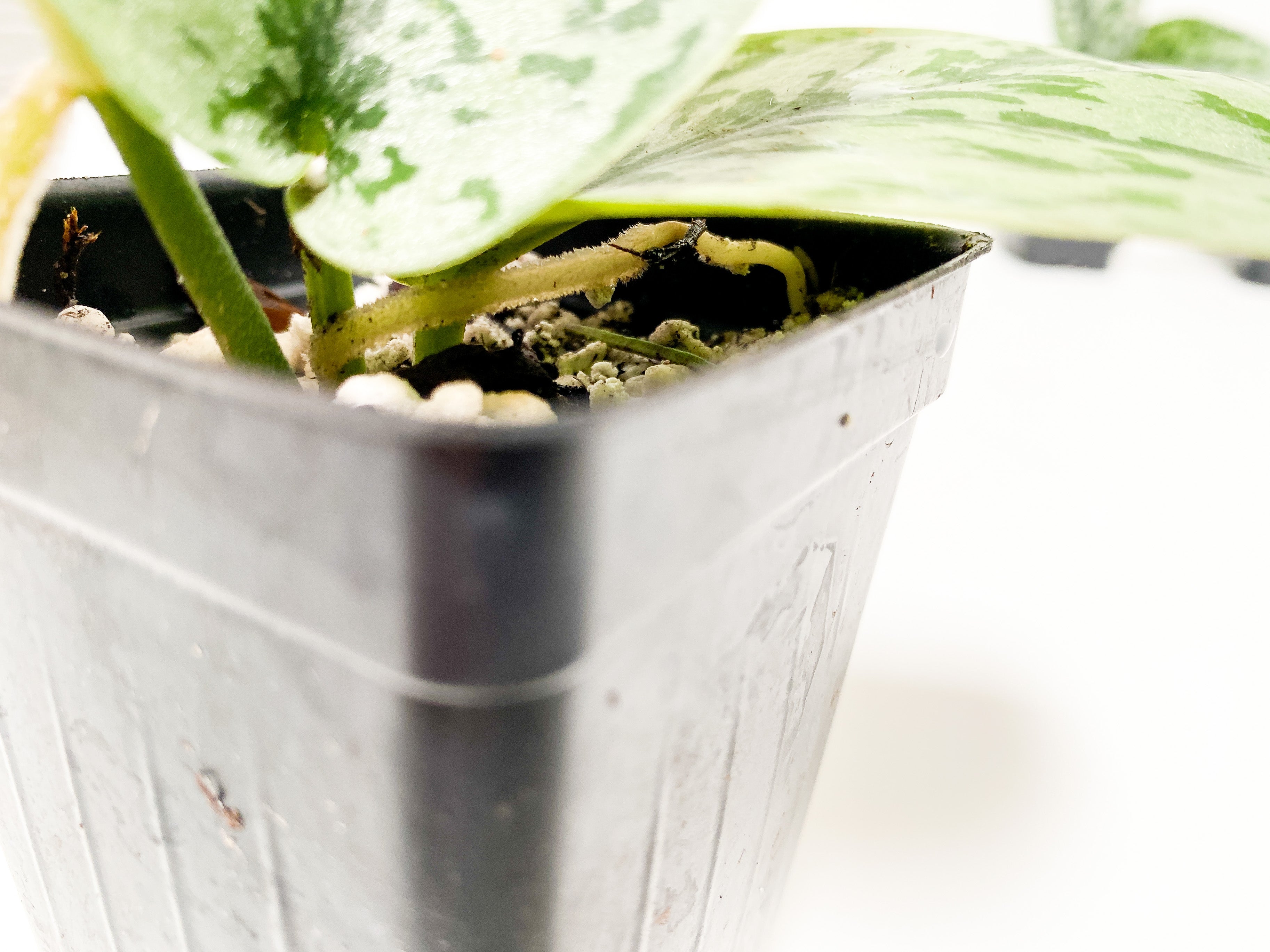 Grower Choice: Scindapsus Silver Lady rooted