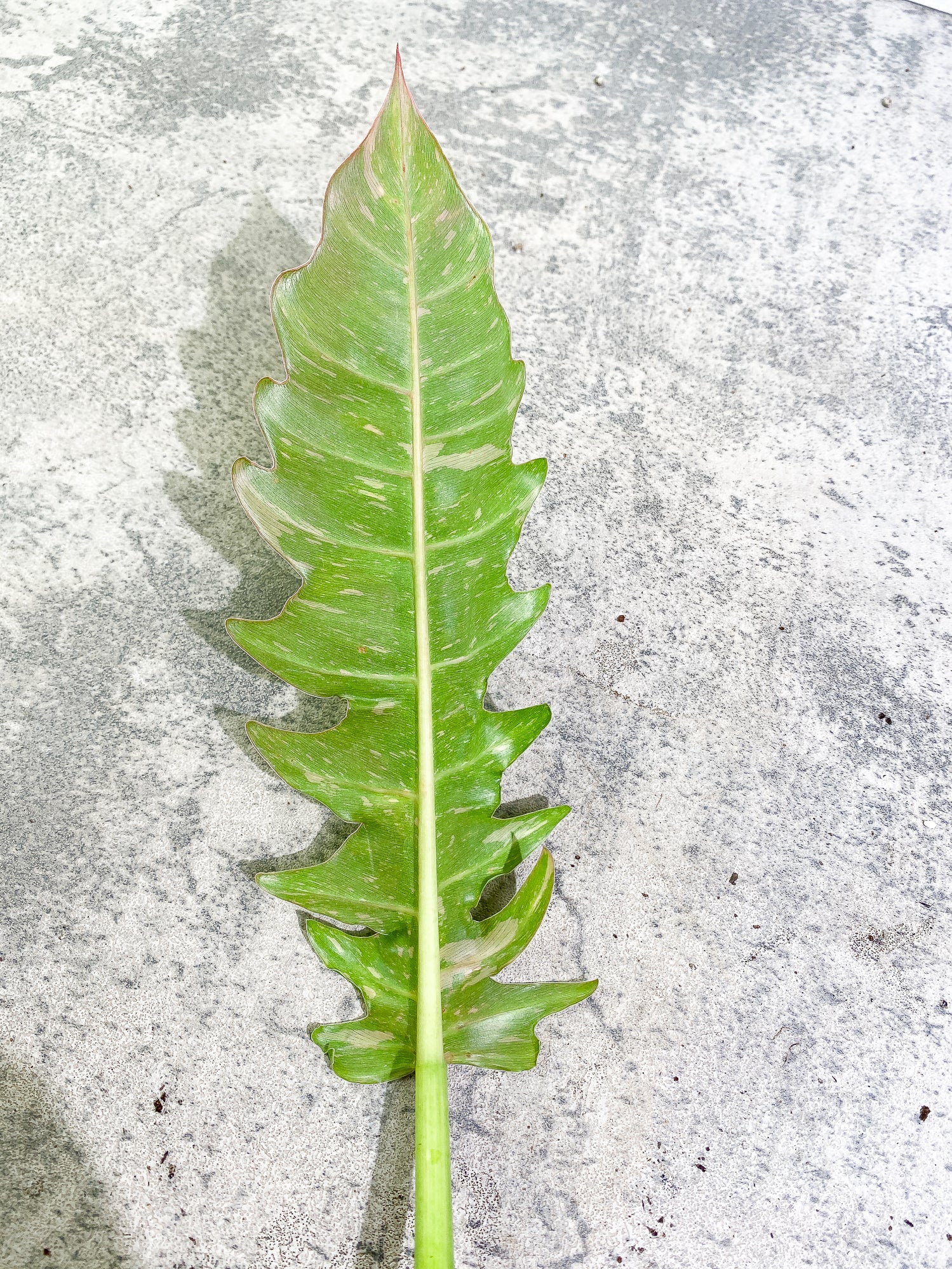 Philodendron Ring of Fire 1 leaf 1 sprout Top Cutting rooting