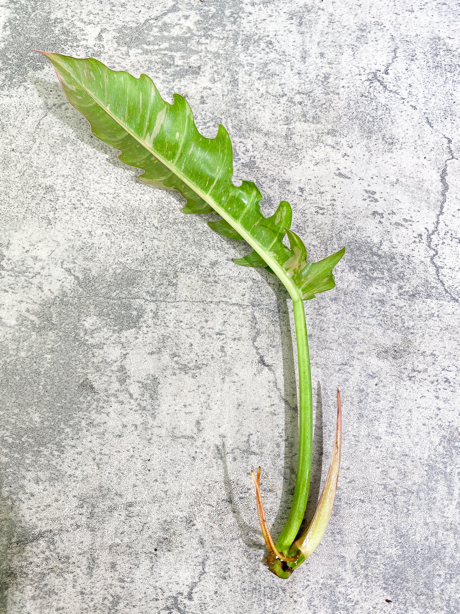 Philodendron Ring of Fire 1 leaf 1 sprout Top Cutting rooting