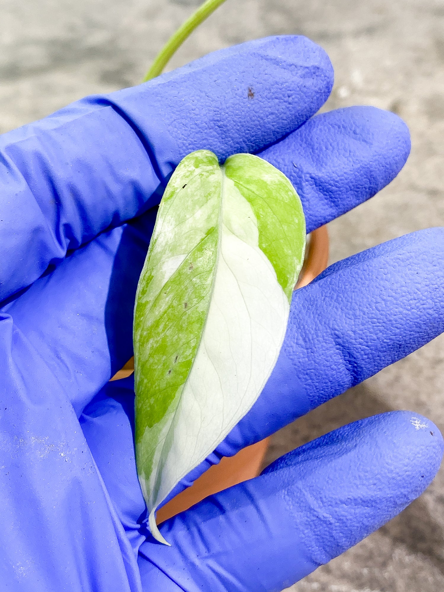 Epipremnum Pinnatum Variegated 2 leaves fully rooted