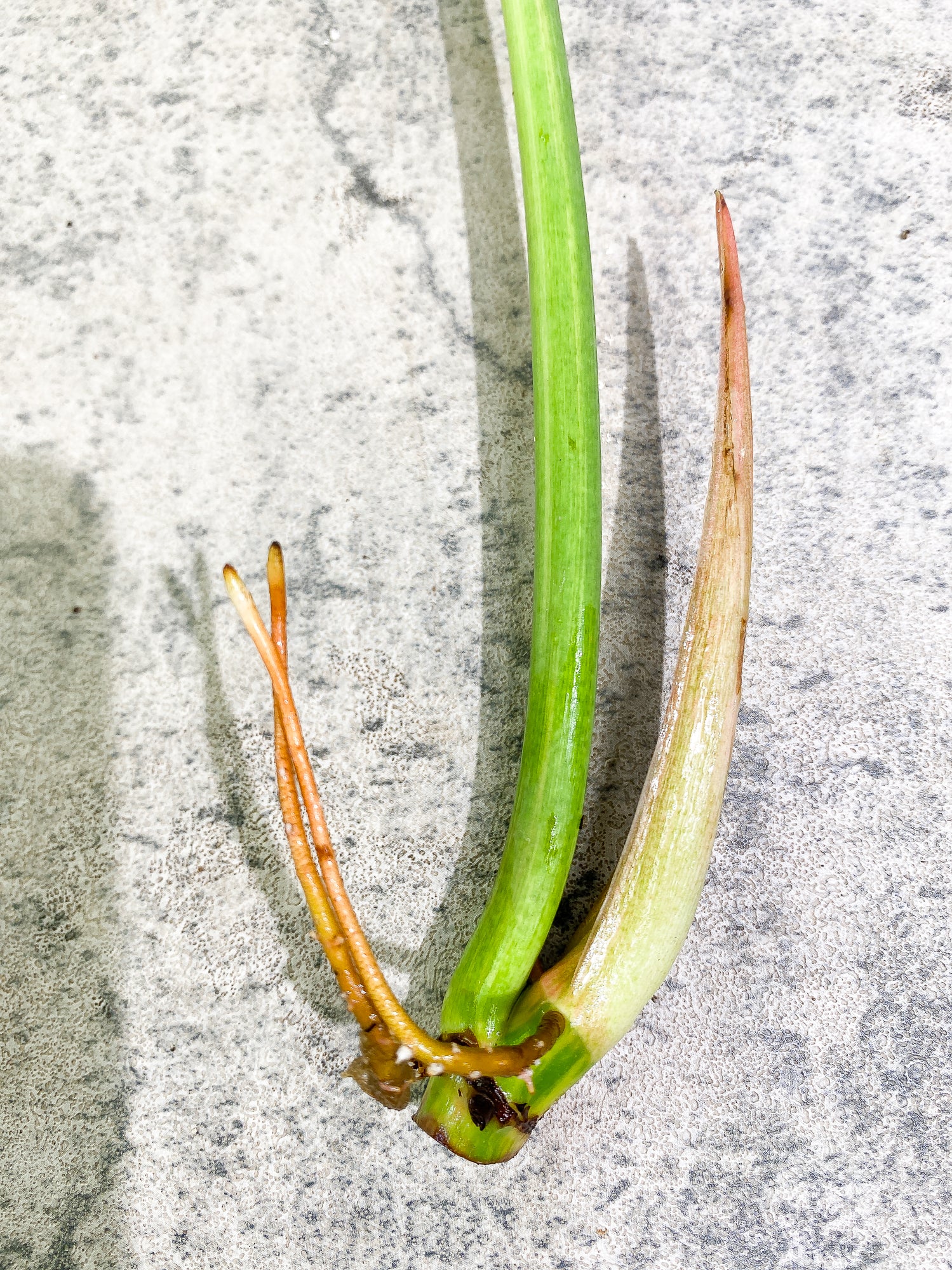 Philodendron Ring of Fire 1 leaf 1 sprout Top Cutting rooting