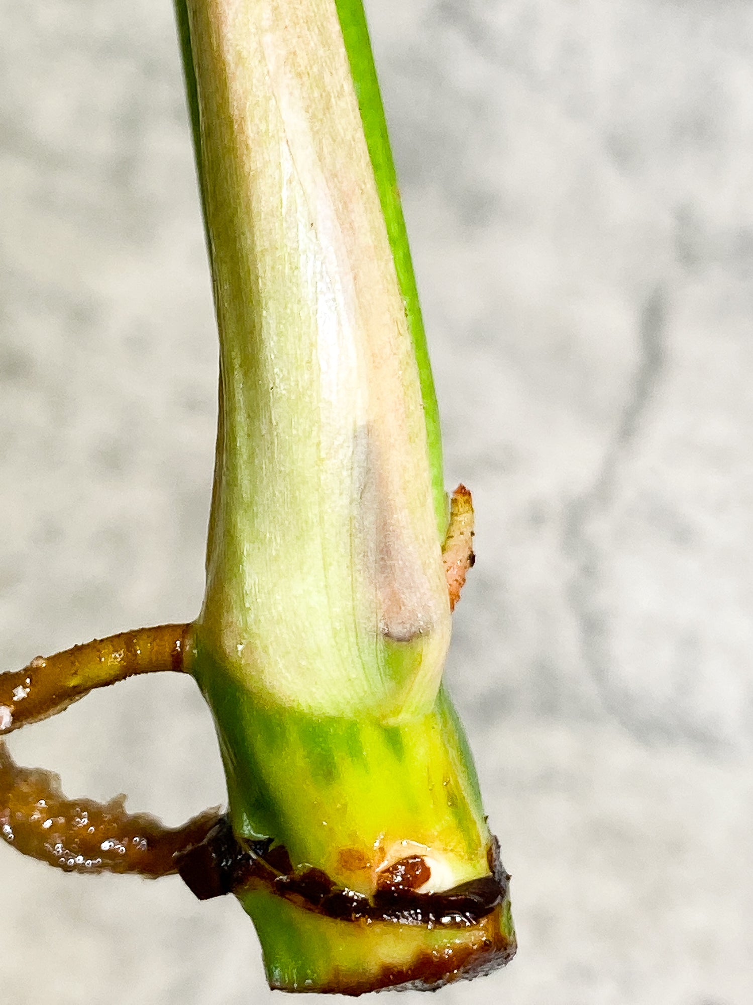 Philodendron Ring of Fire 1 leaf 1 sprout Top Cutting rooting