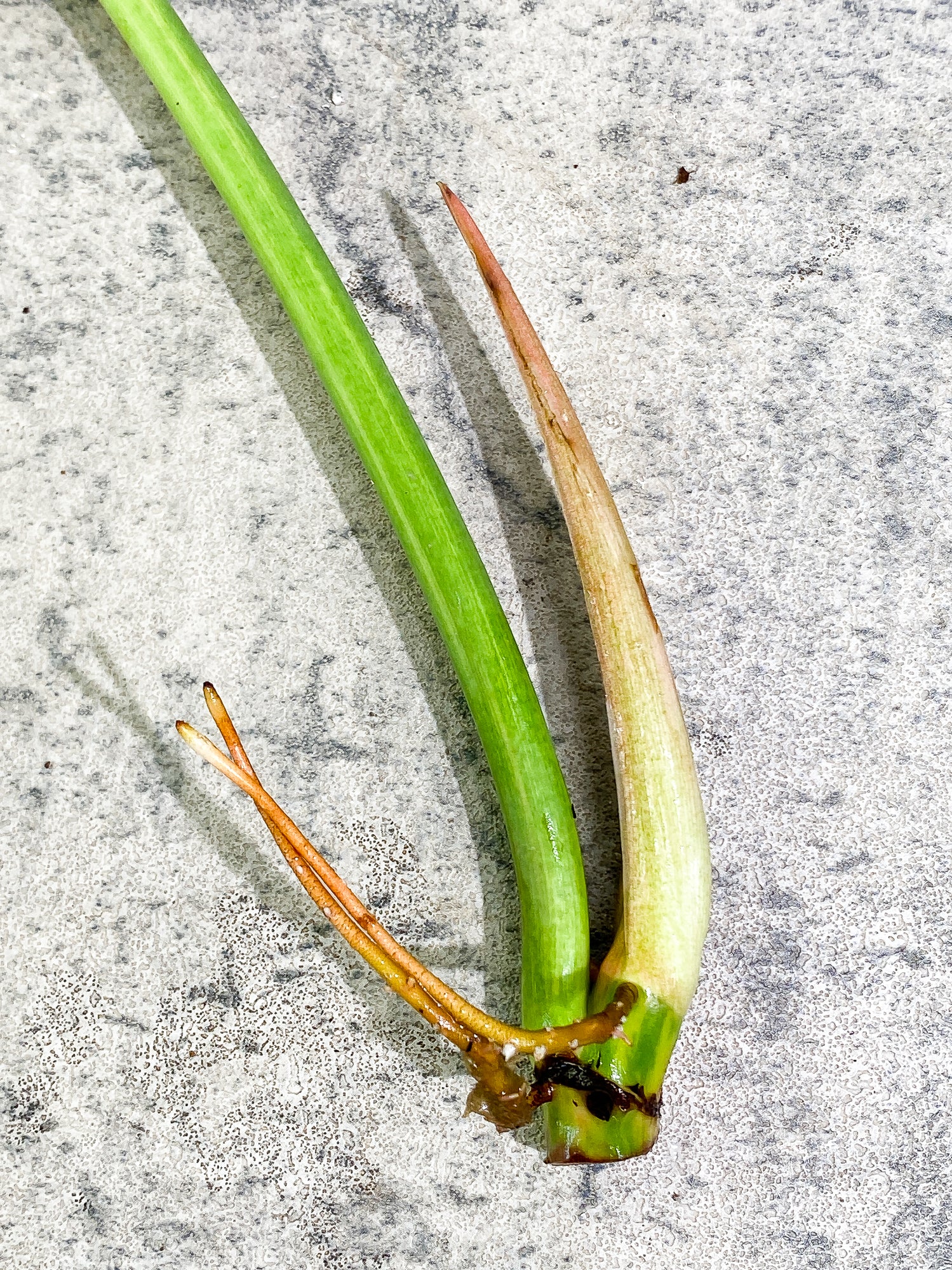 Philodendron Ring of Fire 1 leaf 1 sprout Top Cutting rooting