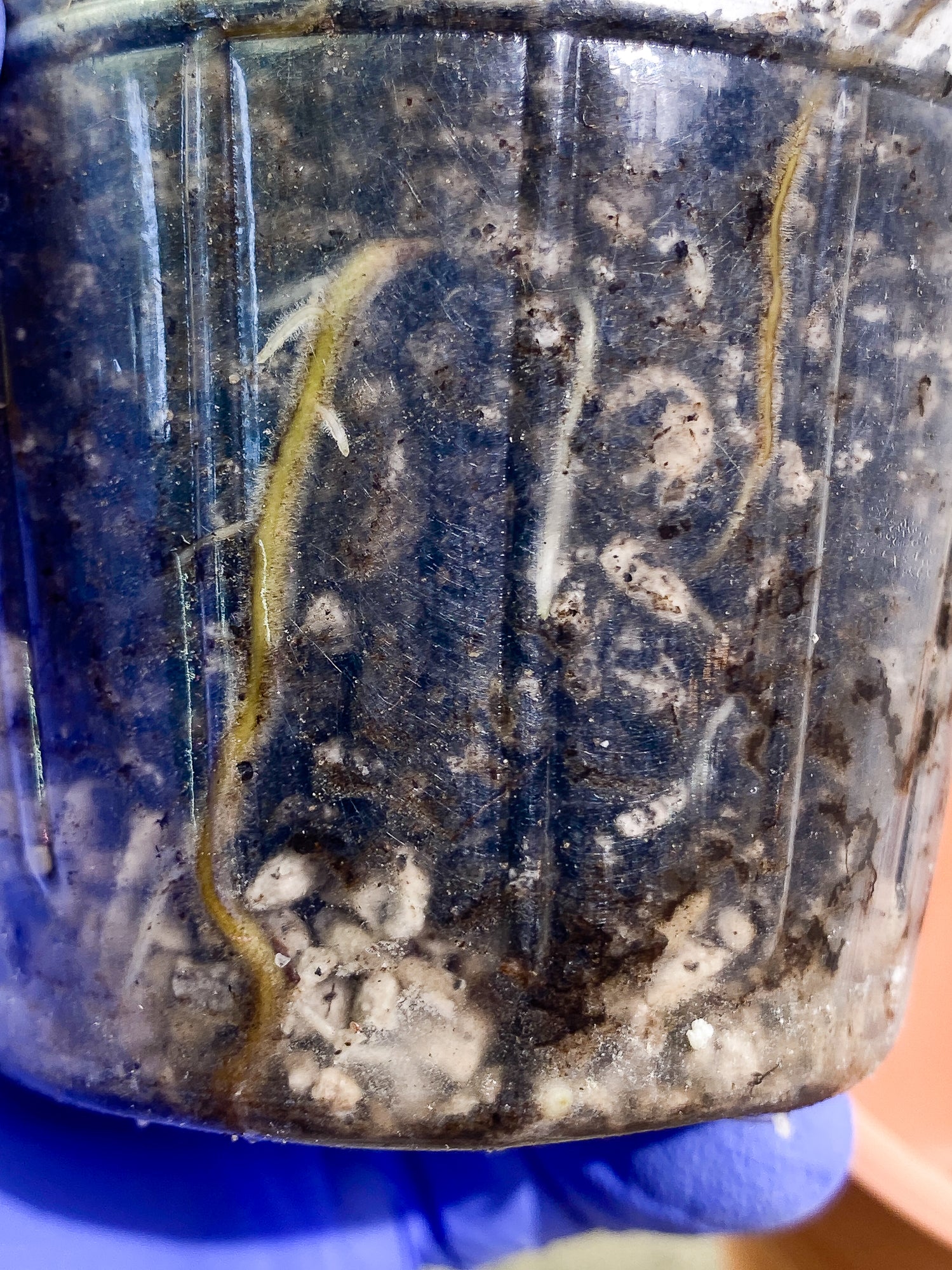 Epipremnum Pinnatum Variegated 2 leaves fully rooted