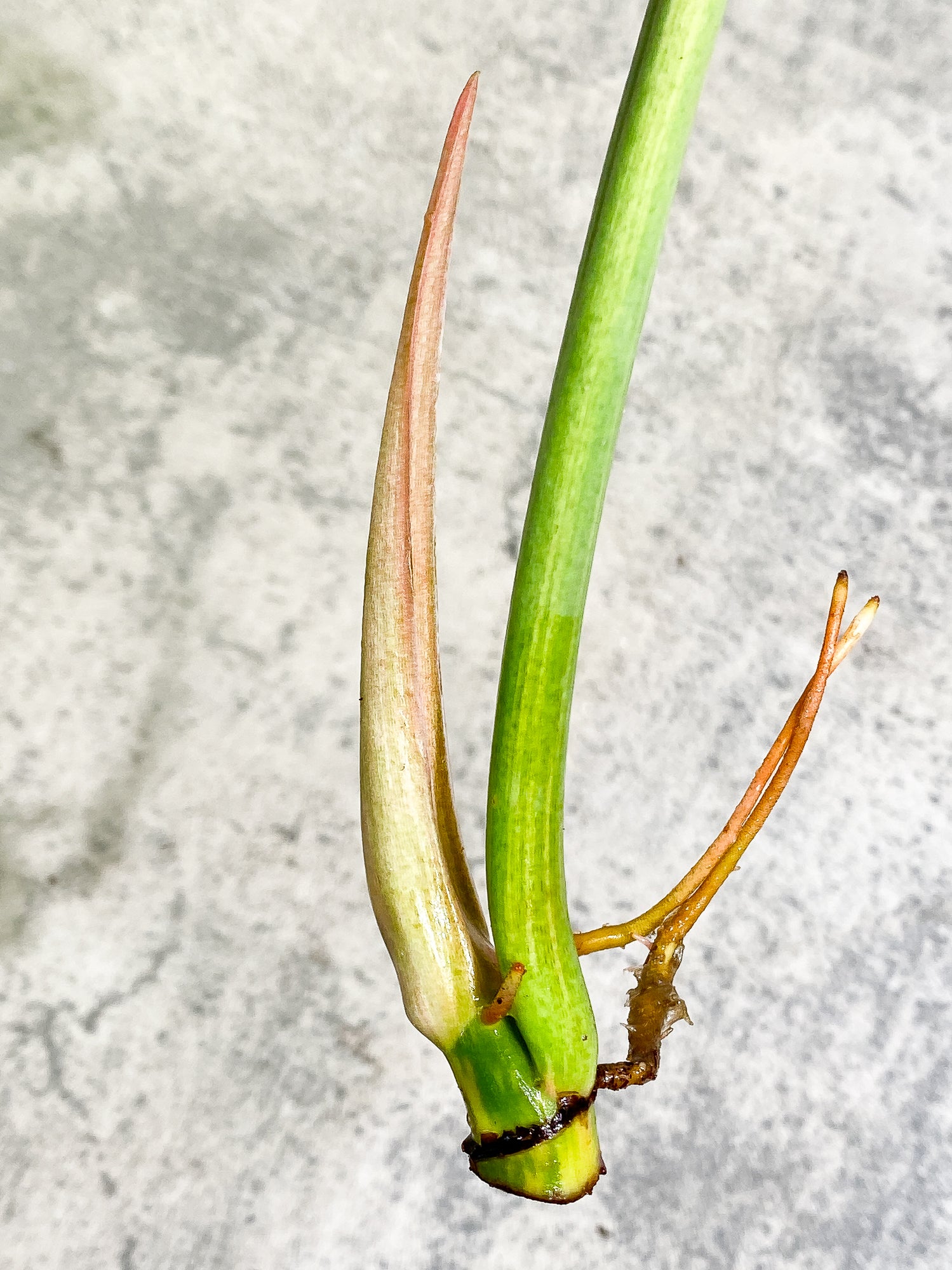 Philodendron Ring of Fire 1 leaf 1 sprout Top Cutting rooting