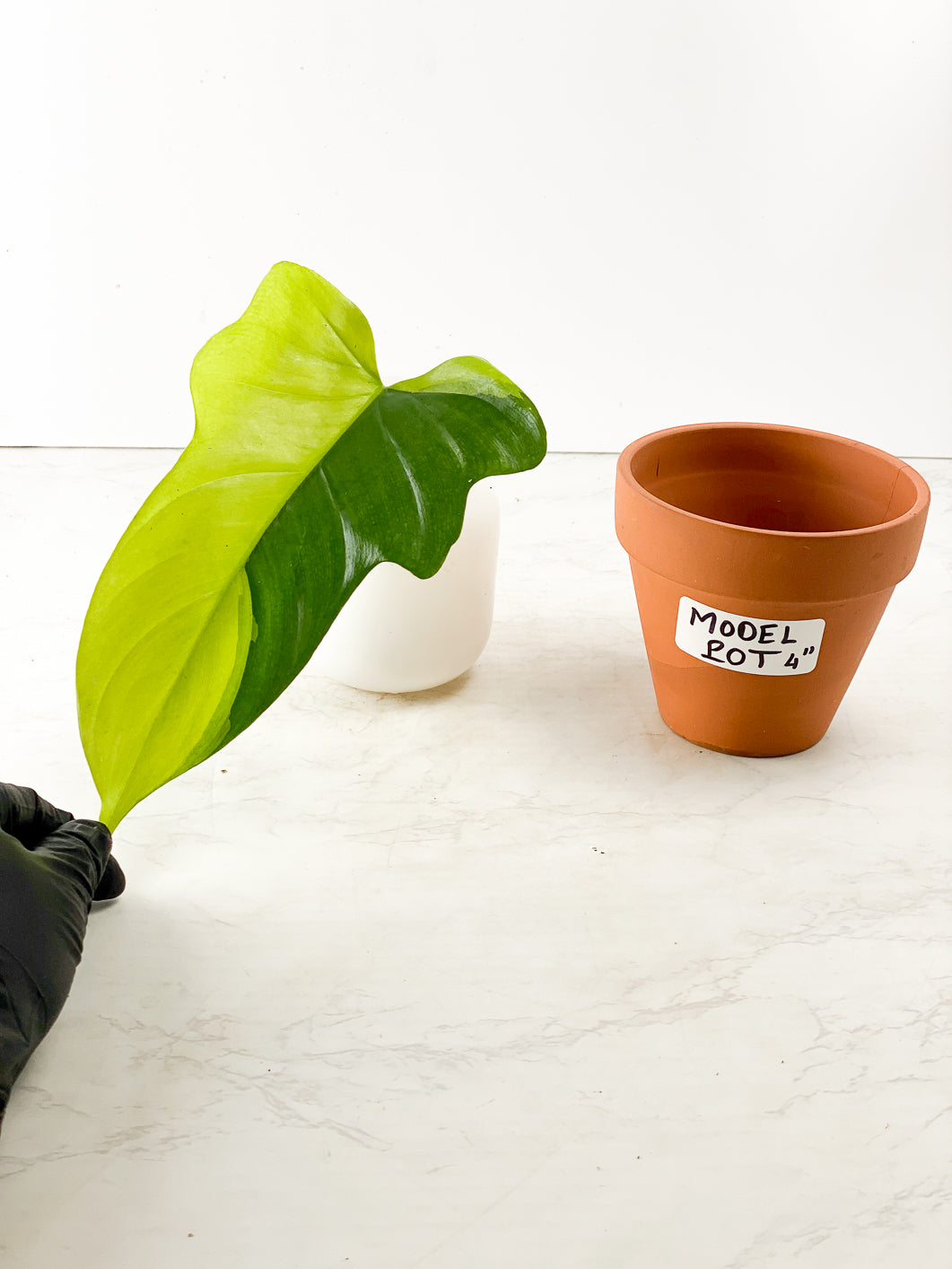 Philodendron bipenifolium variegated rooting 1 leaf